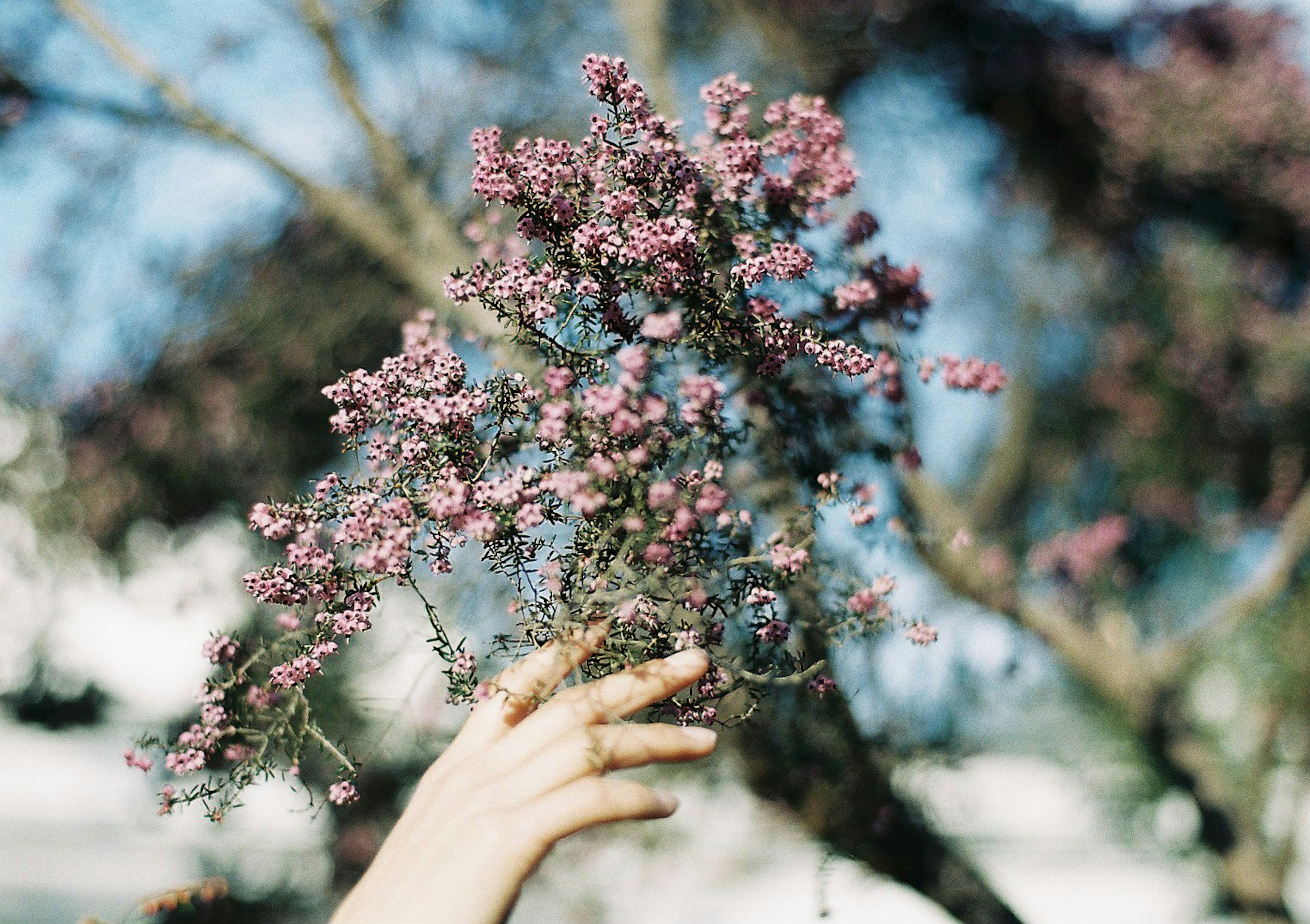 Una mano sosteniendo ramas de pequeñas flores rosas contra un cielo azul