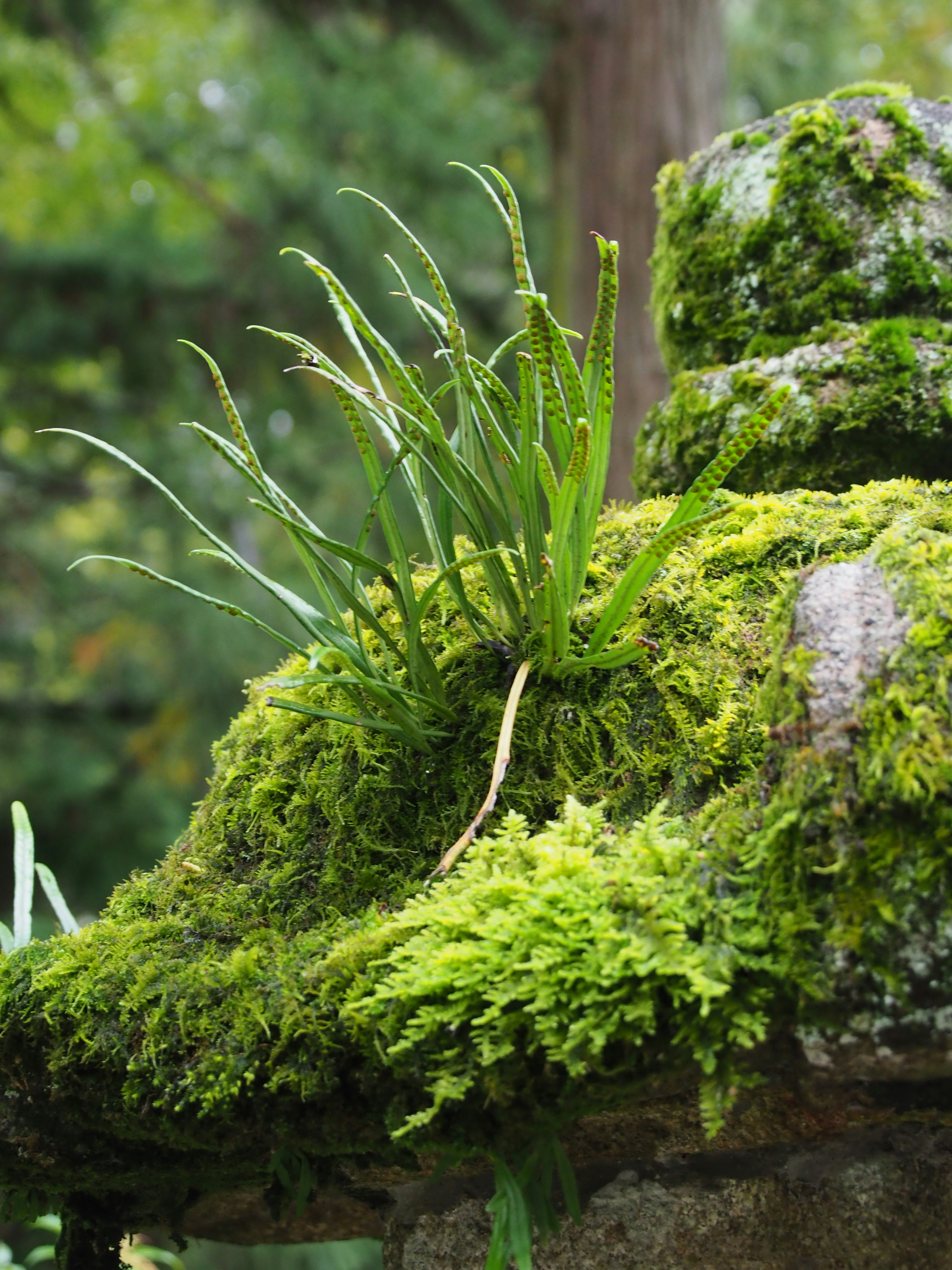 Steinskulptur bedeckt mit grünem Moos und Gras