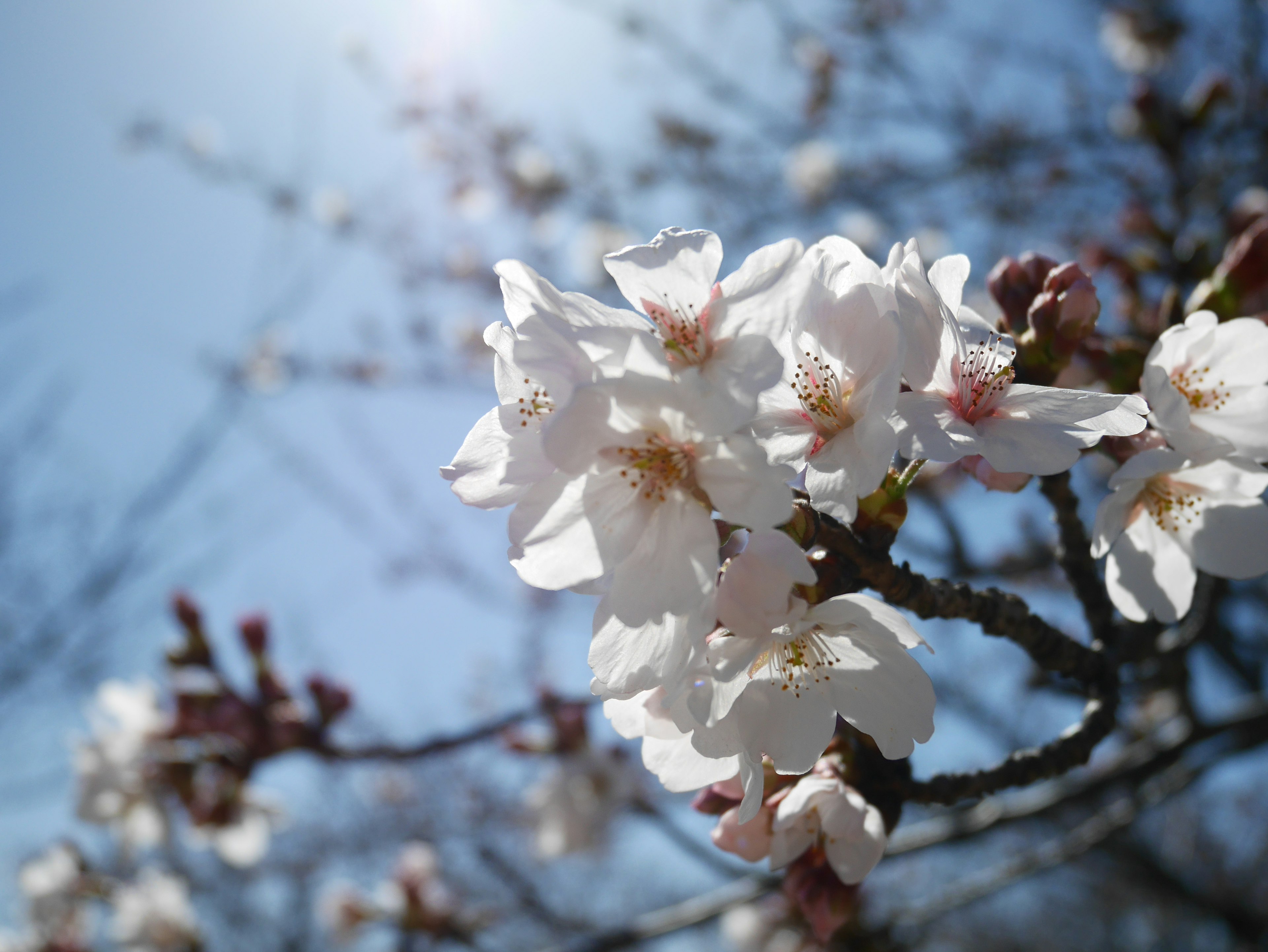 Bella scena di fiori di ciliegio bianchi che fioriscono sotto un cielo blu