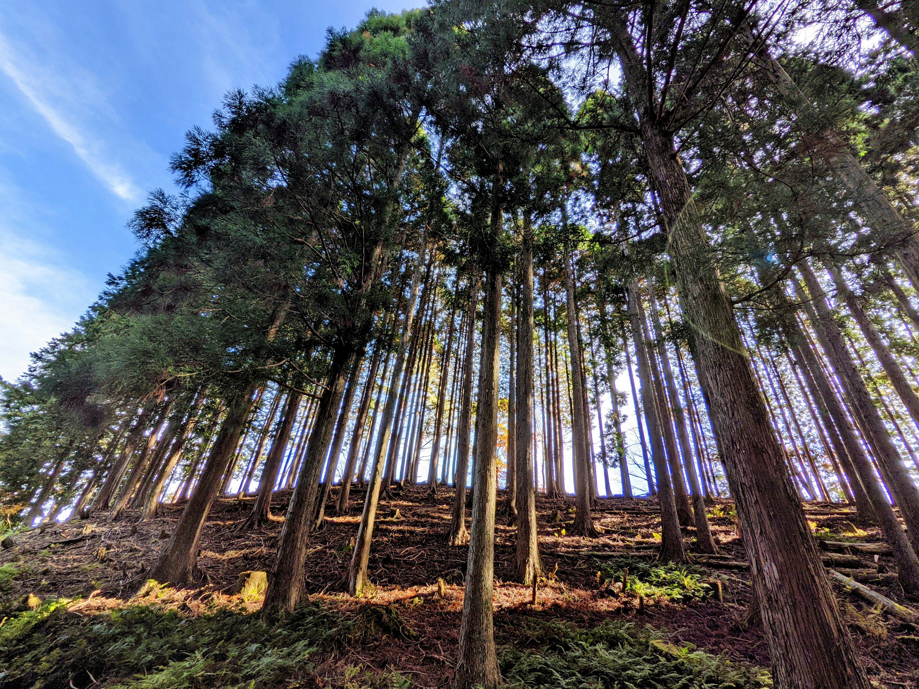 Escena de un bosque con altos árboles que se elevan hacia el cielo