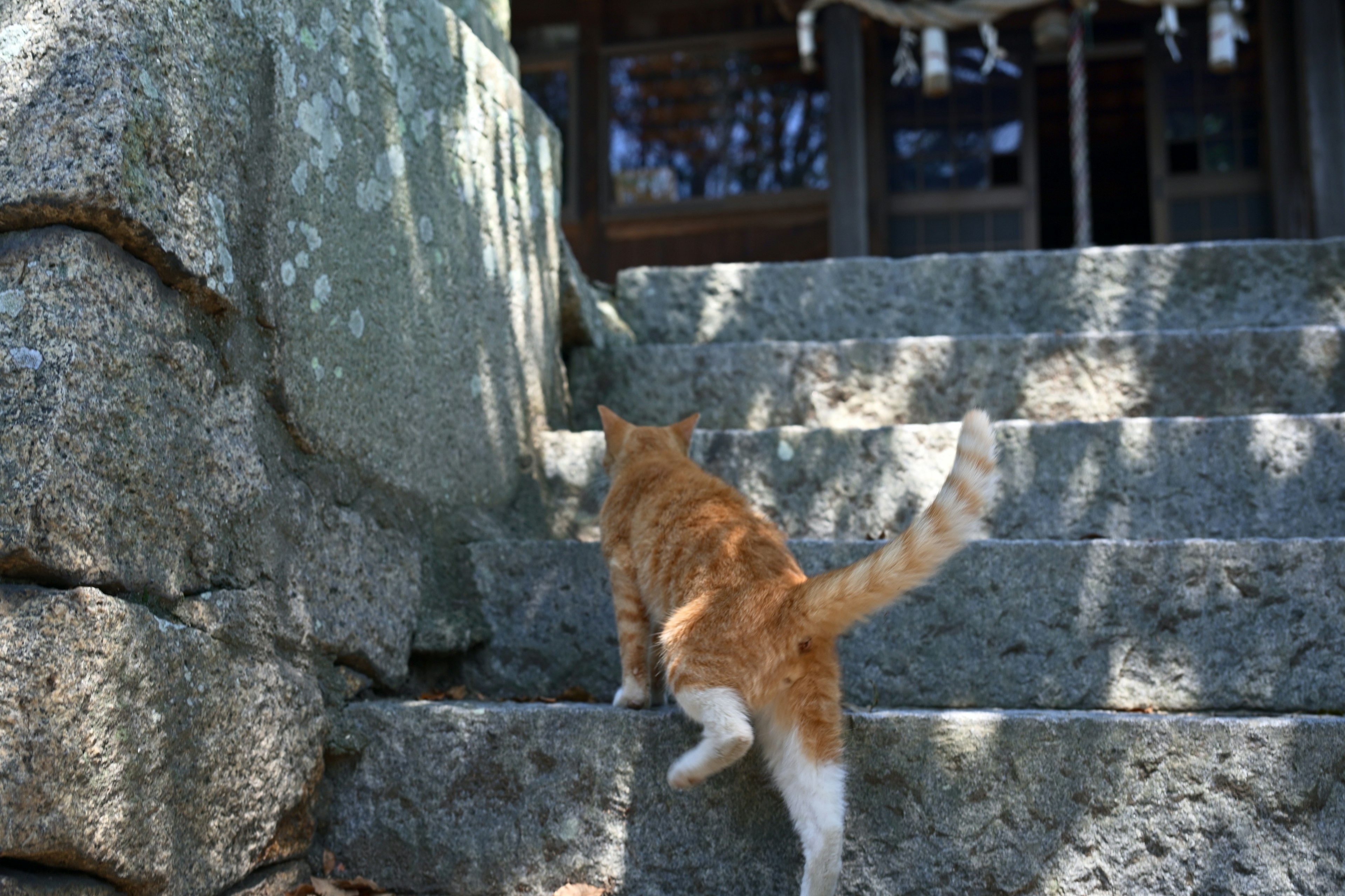 A cat climbing stone steps