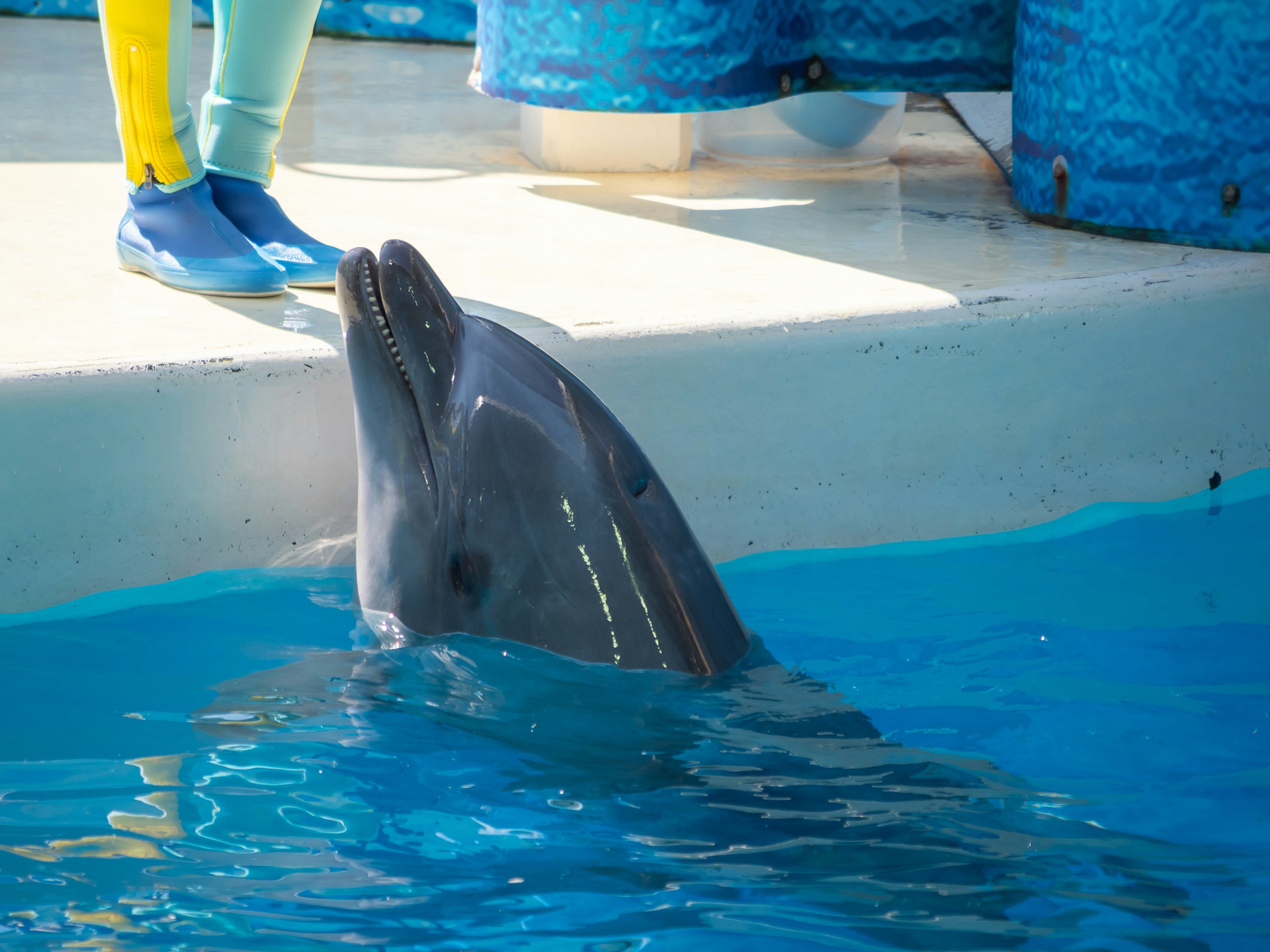 A dolphin emerging from the water with a person's foot in the foreground