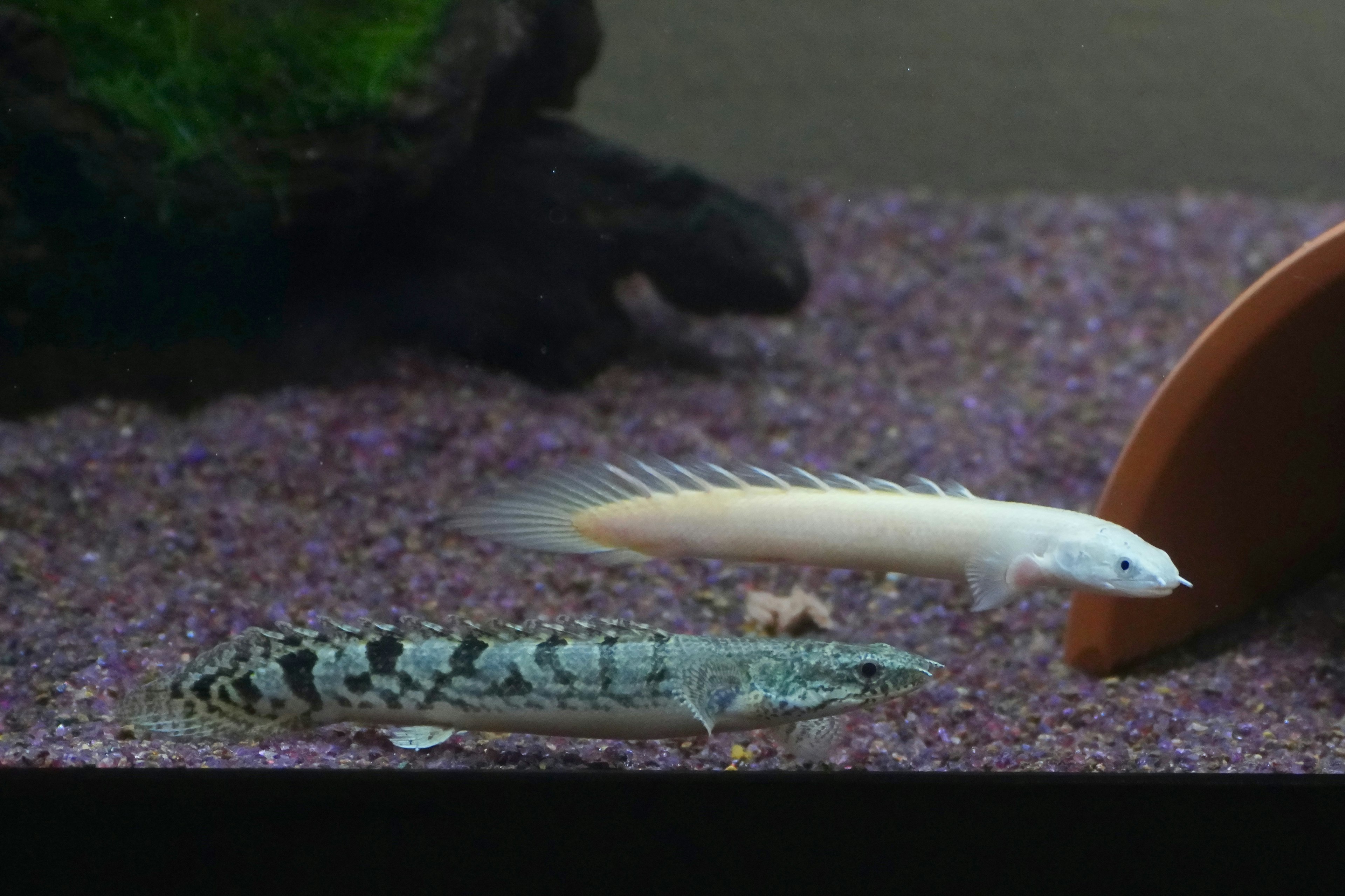 Two fish swimming in an aquarium one white fish and one patterned fish