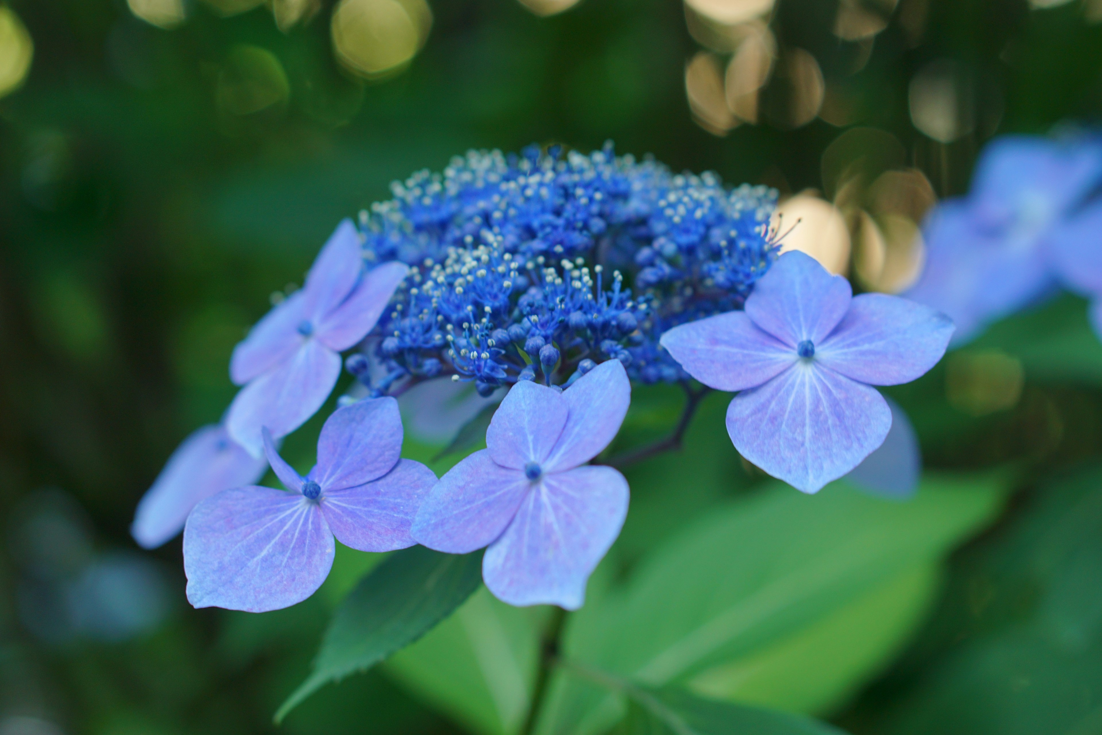 青い紫陽花の花弁と緑の葉が美しい