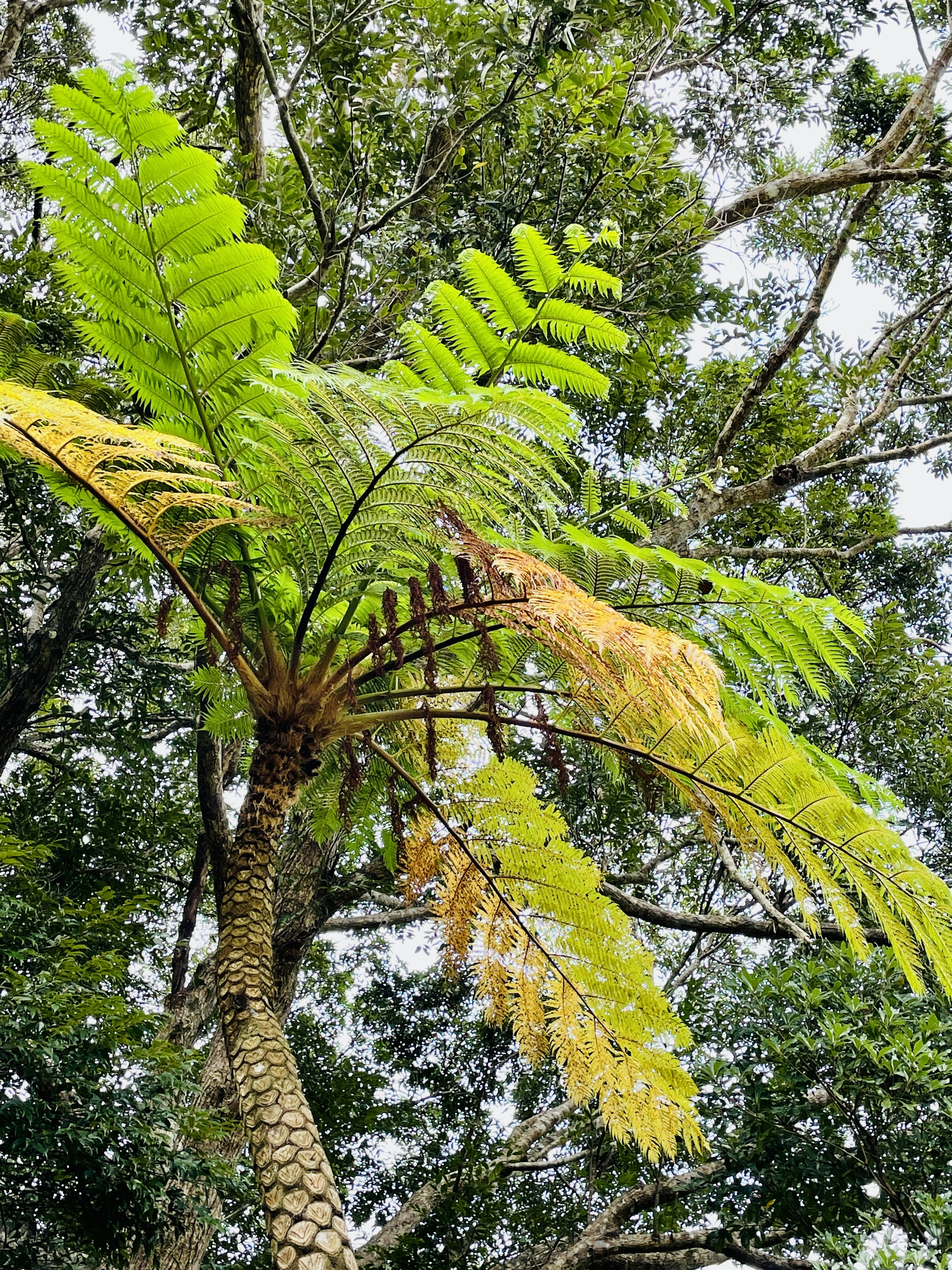 Foto pohon paku dengan daun hijau dan kuning