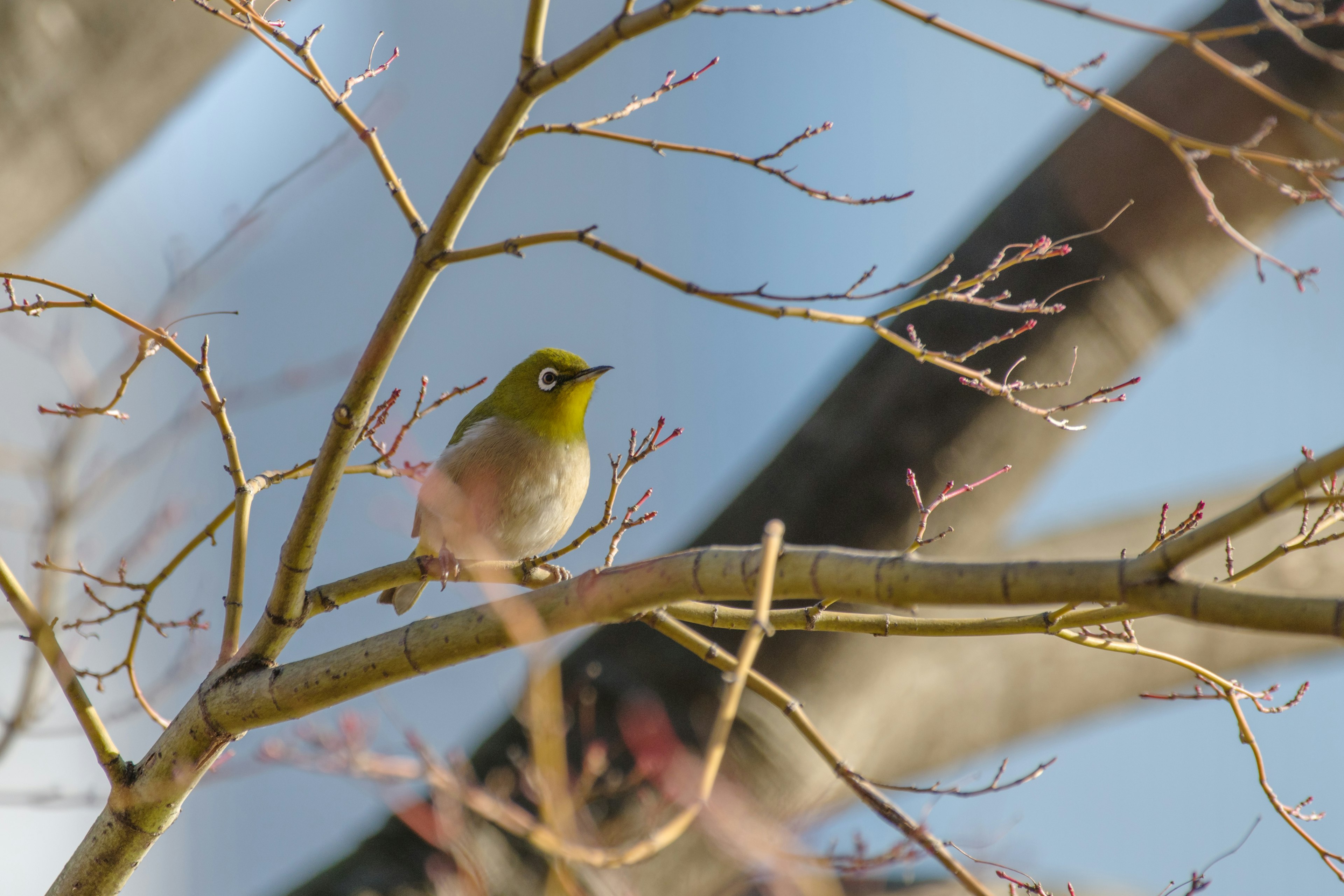 Ein kleiner grüner Vogel, der auf einem dünnen Ast vor einem blauen Himmel sitzt