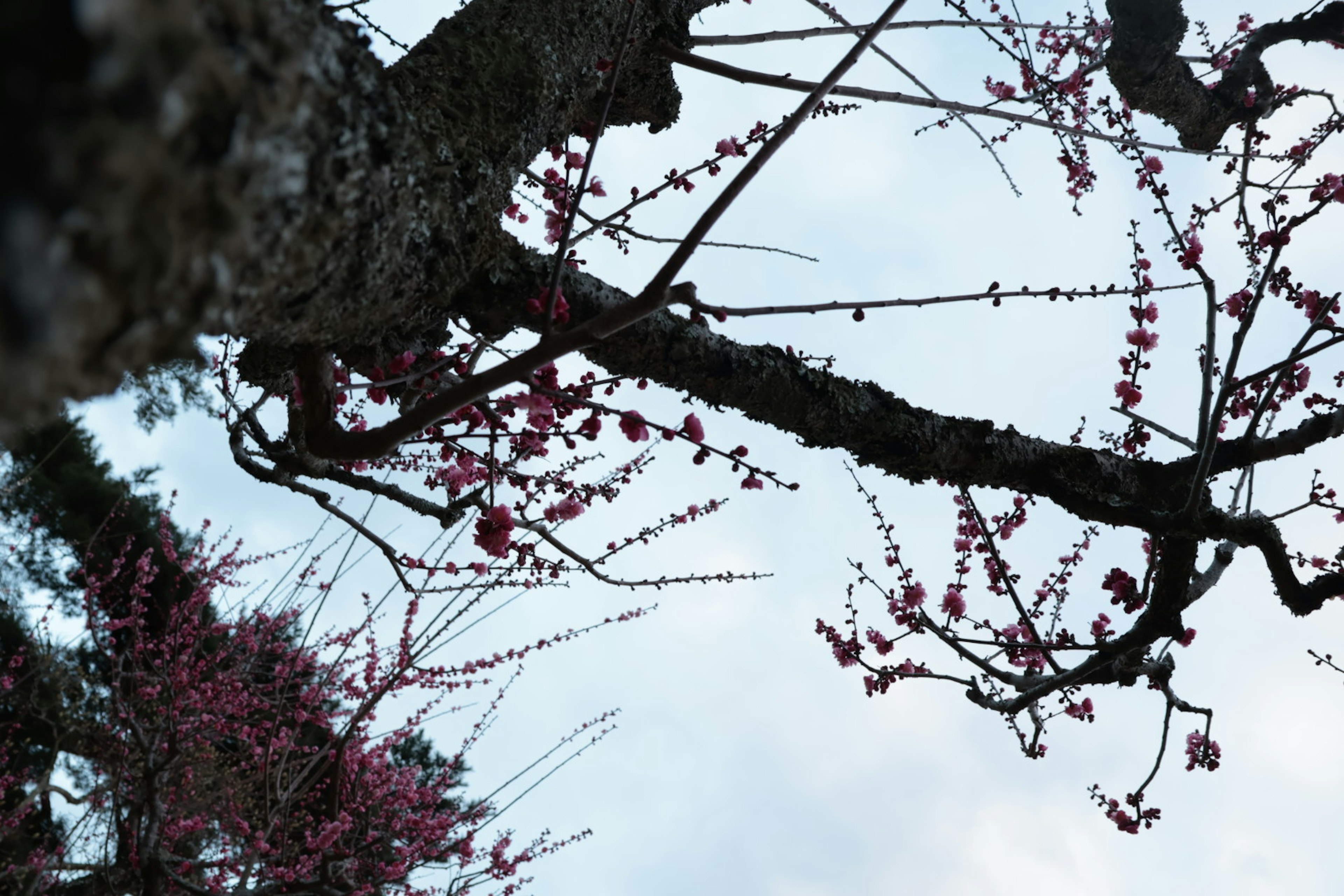 Rami di un albero di ciliegio che si estendono verso il cielo