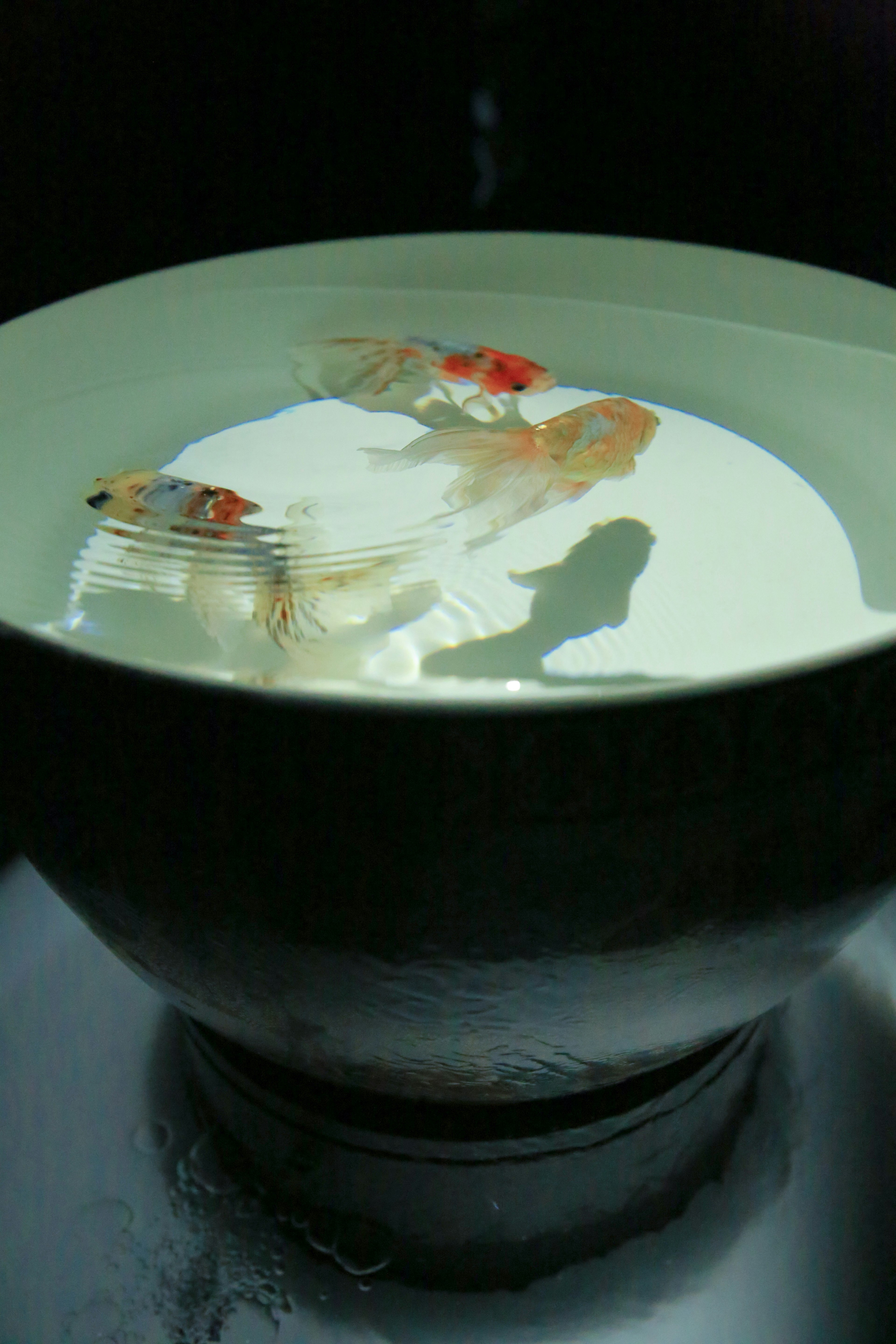 A black bowl containing goldfish swimming in water