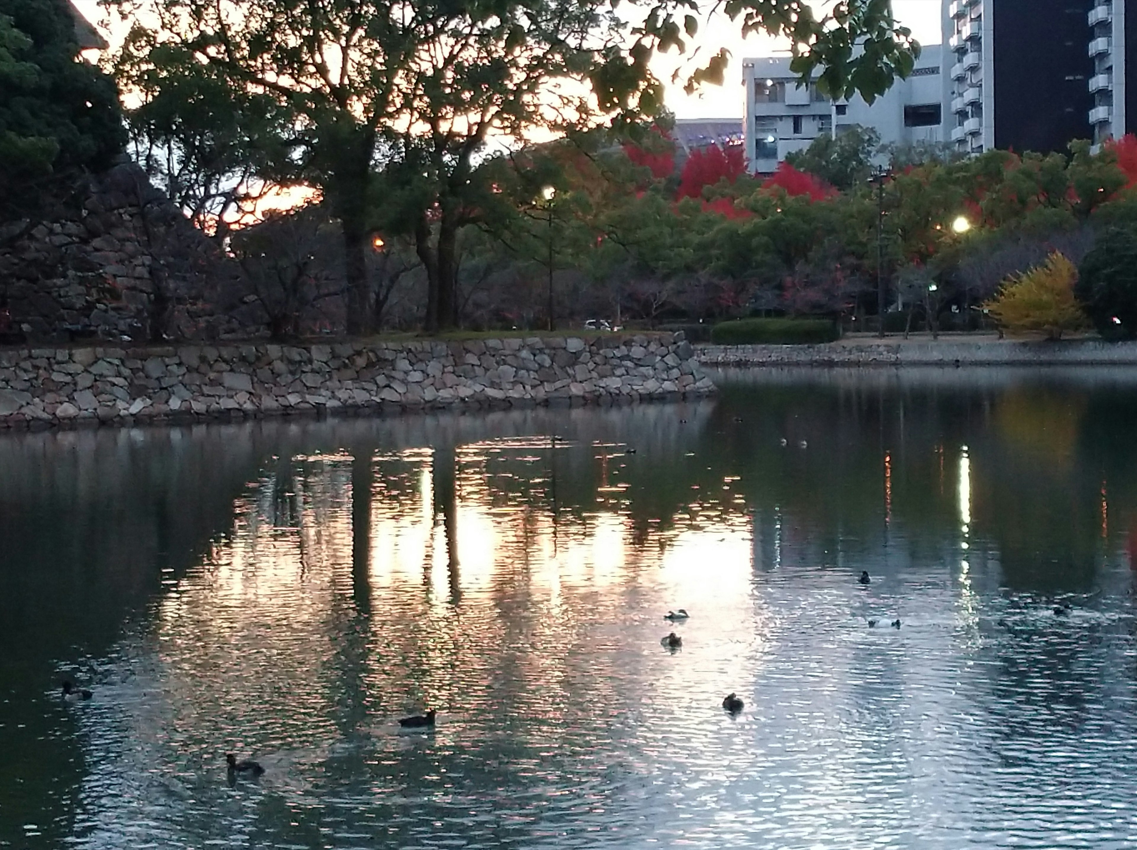 静かな池に浮かぶ鴨と周囲の秋の色合い