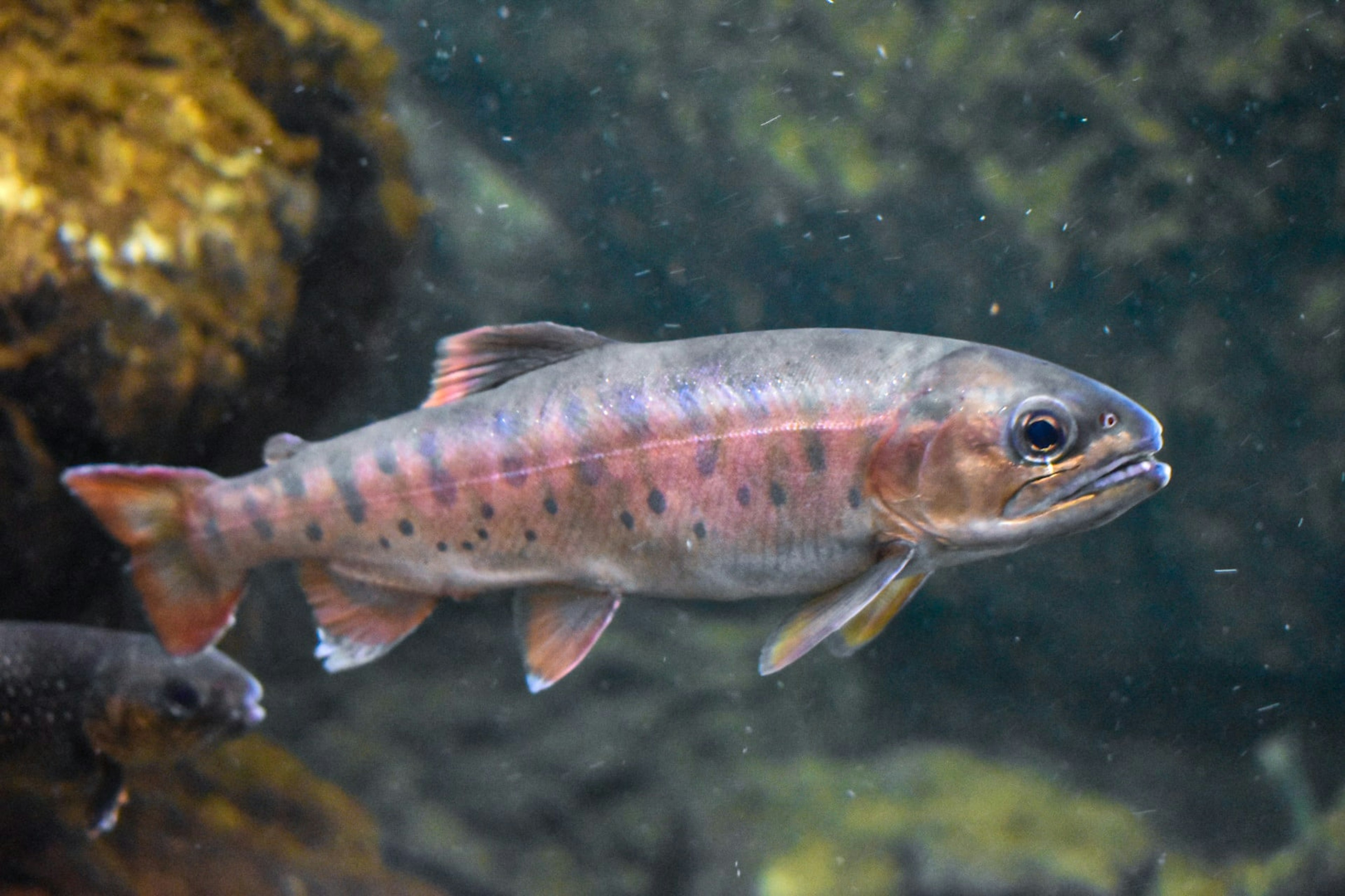 Ikan cantik yang berenang di bawah air dengan pola warna-warni