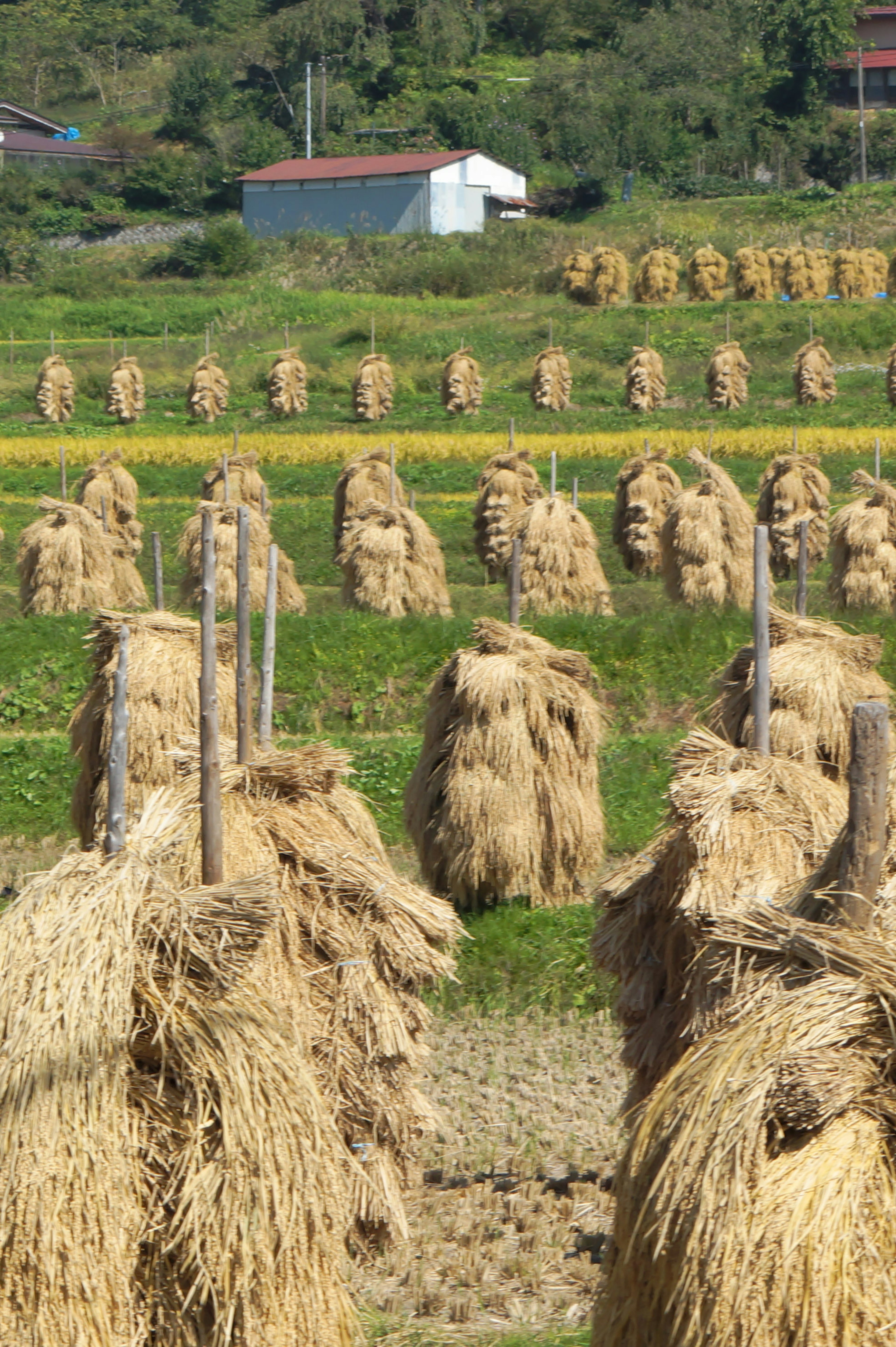 Rural landscape with bundles of hay and a distant white house