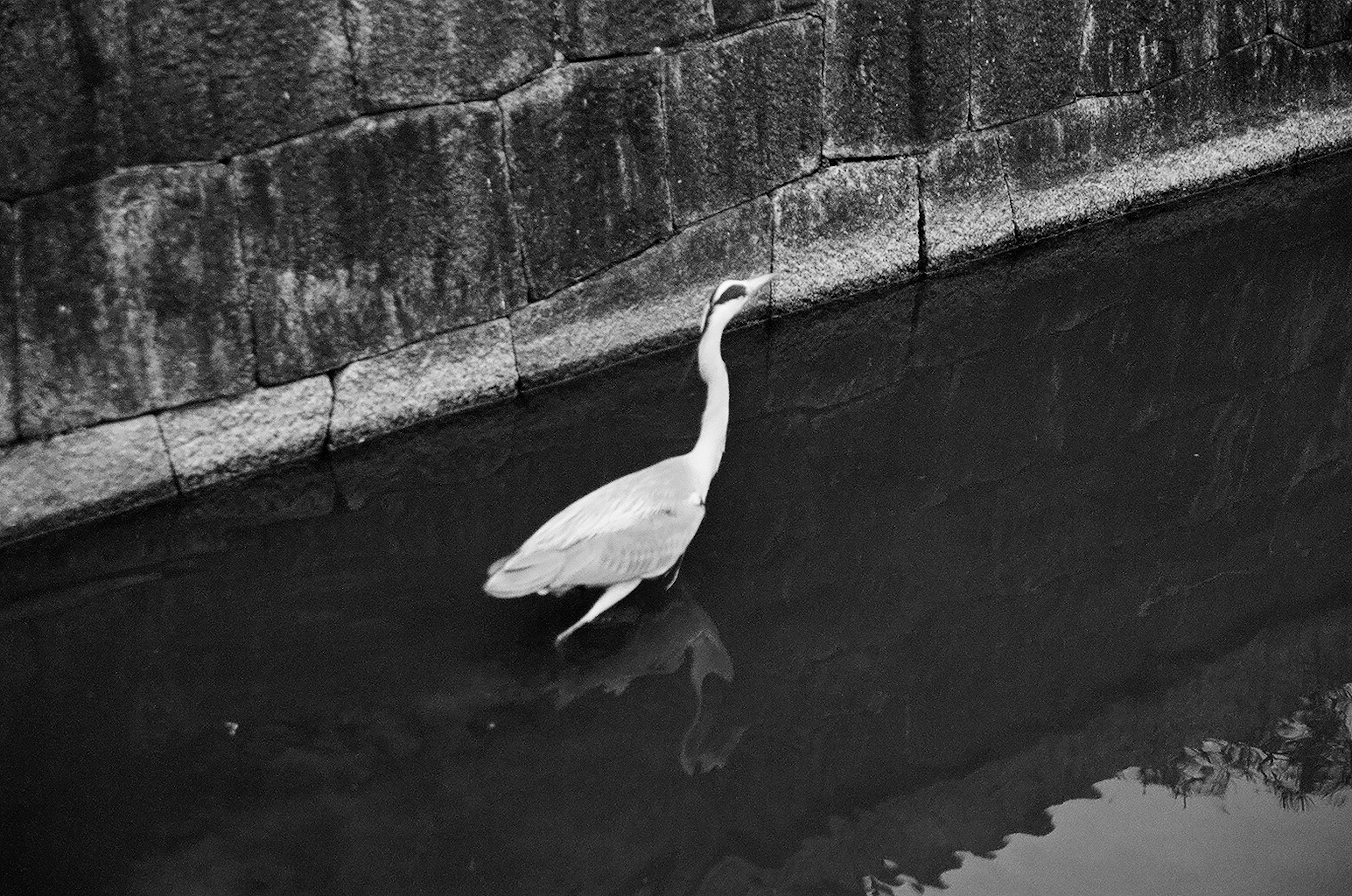 白い鷺が水面に立っているモノクロ写真