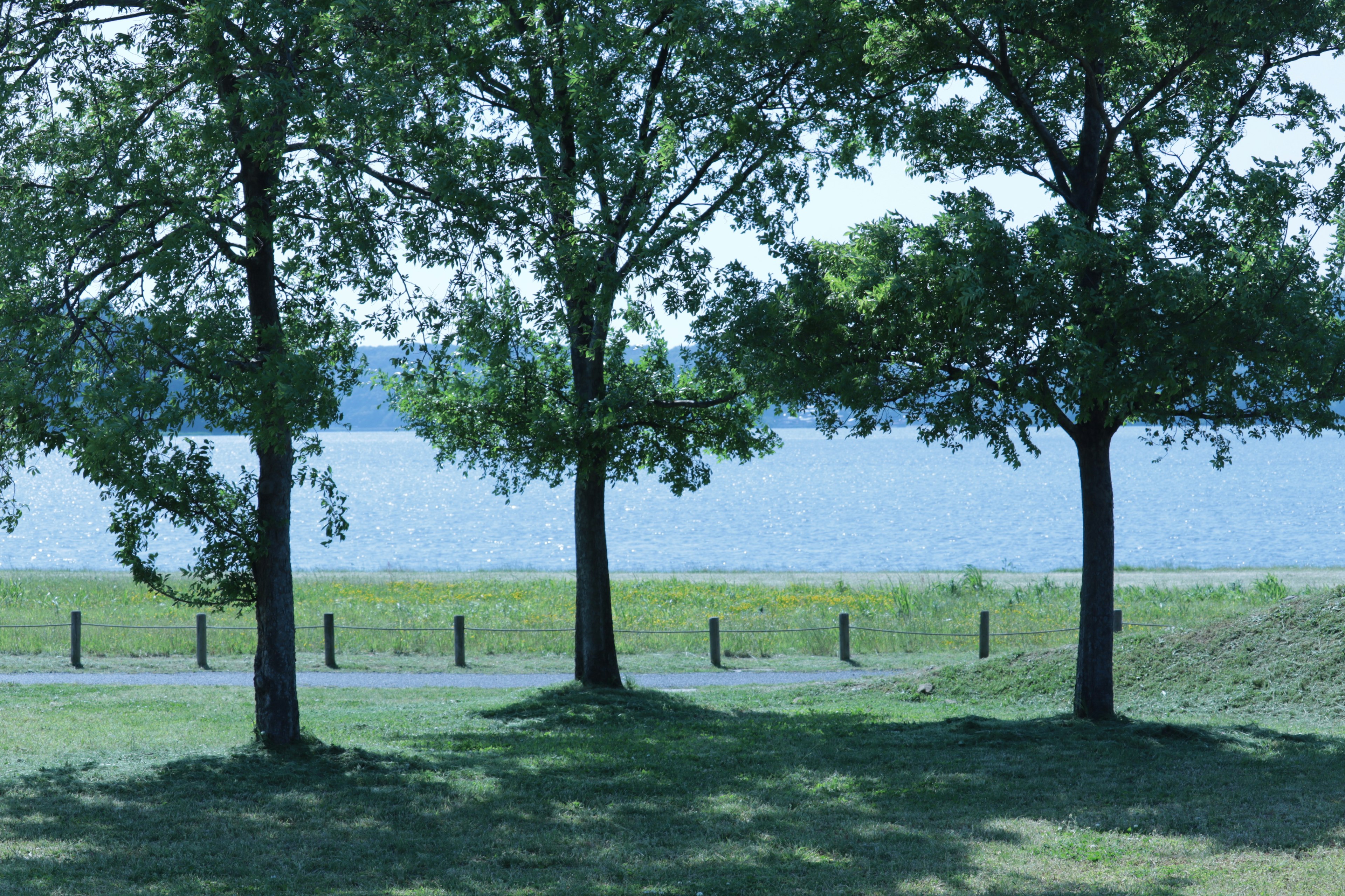 Vista di alberi verdi vicino a un lago