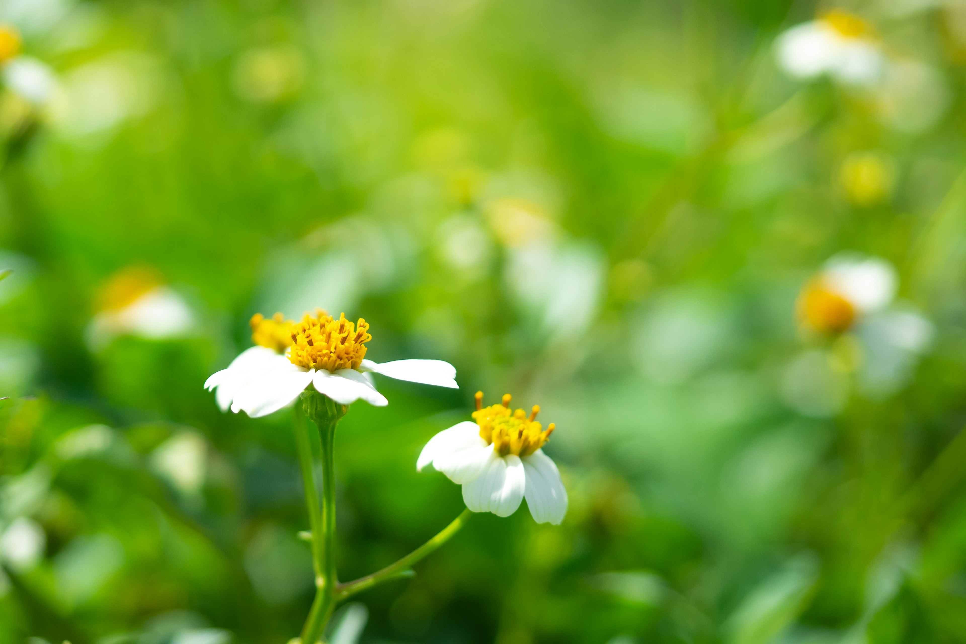 Helle Naturszene mit weißen Blumen und gelben Mittelpunkten vor grünem Hintergrund