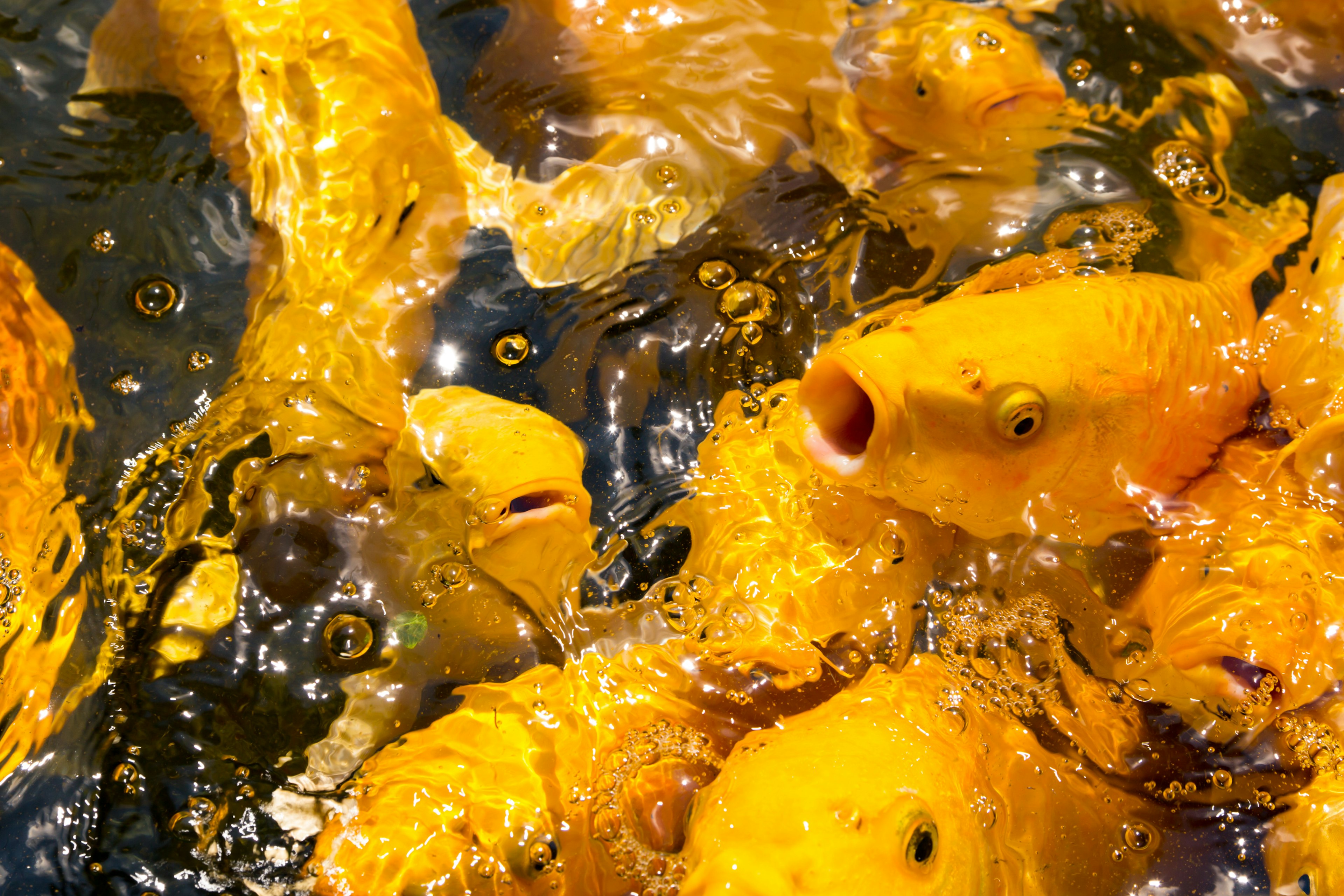 School of golden fish splashing in water