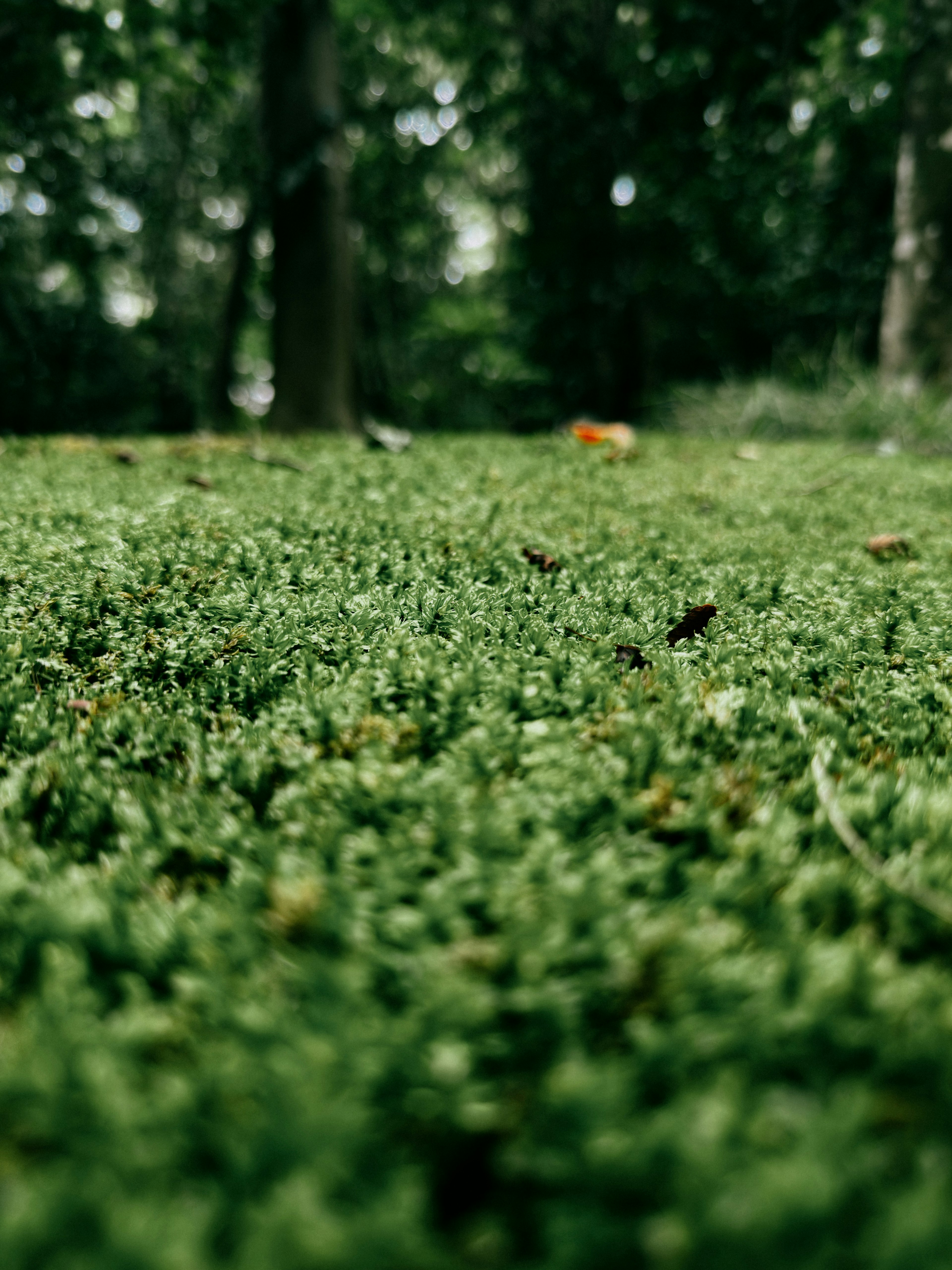 Tampilan dekat rumput hijau dengan pohon kabur di latar belakang