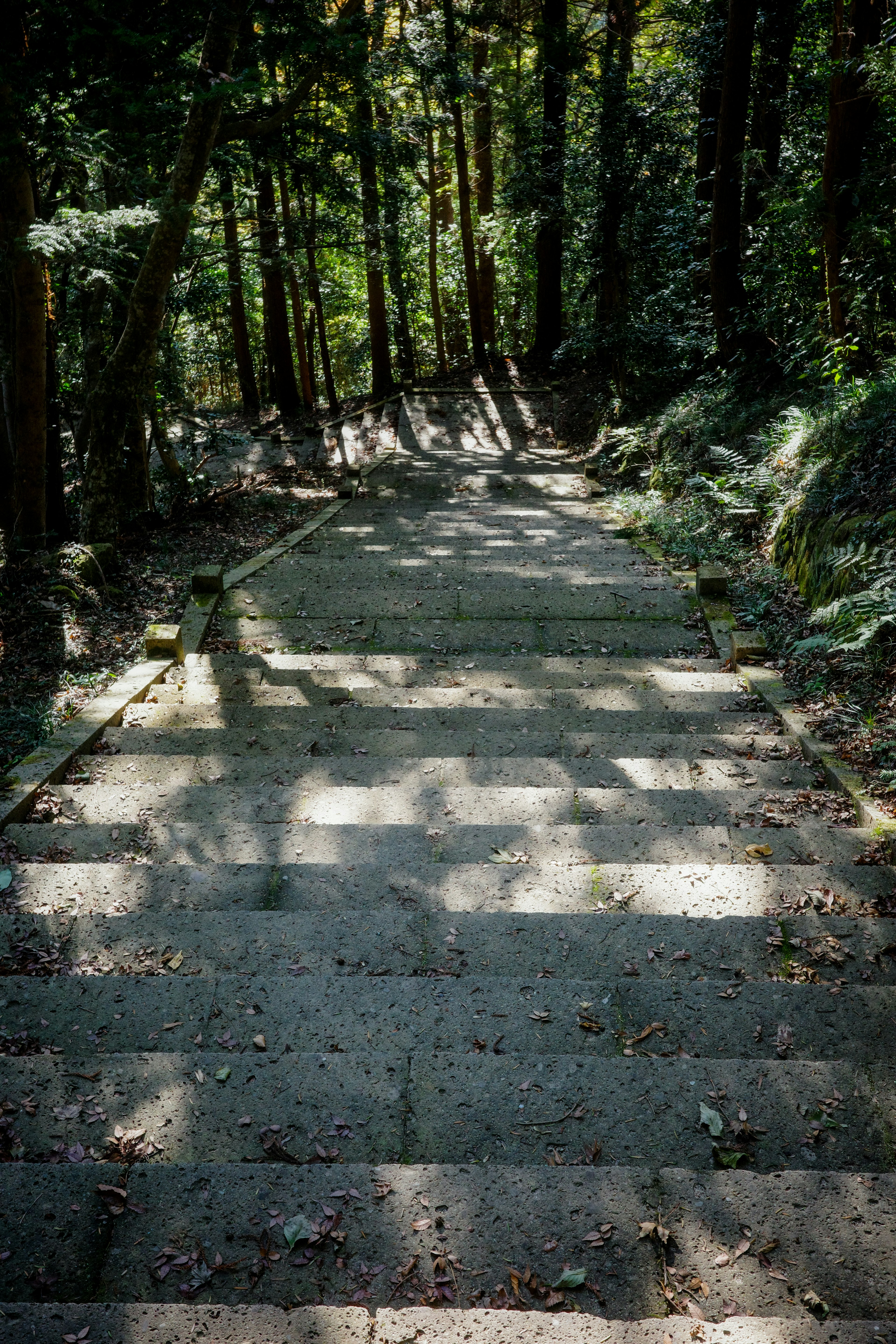 Una escalera en descenso rodeada de árboles verdes luz del sol proyectando sombras en los escalones