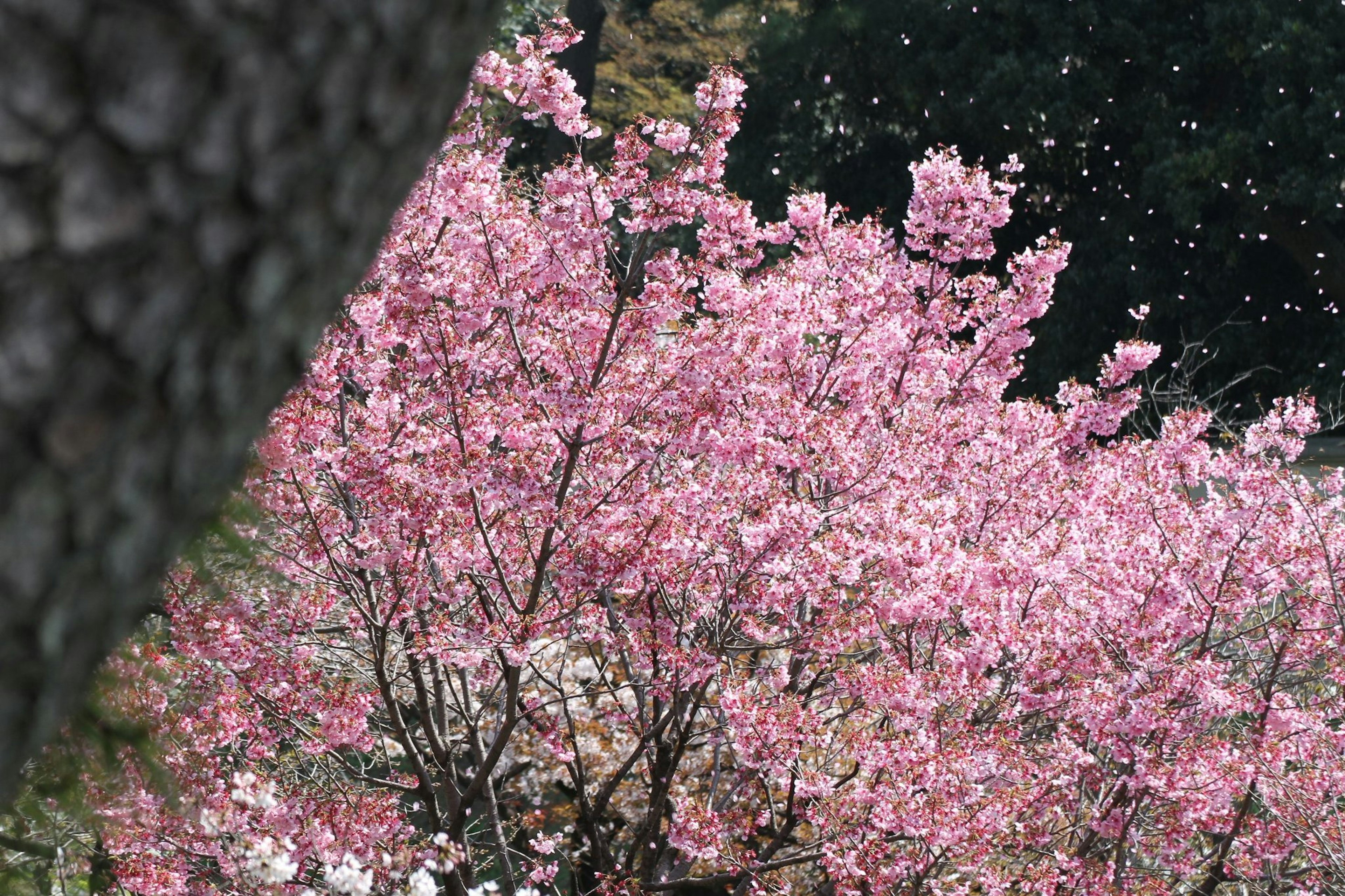 Fioriture di ciliegi rosa in un ambiente sereno