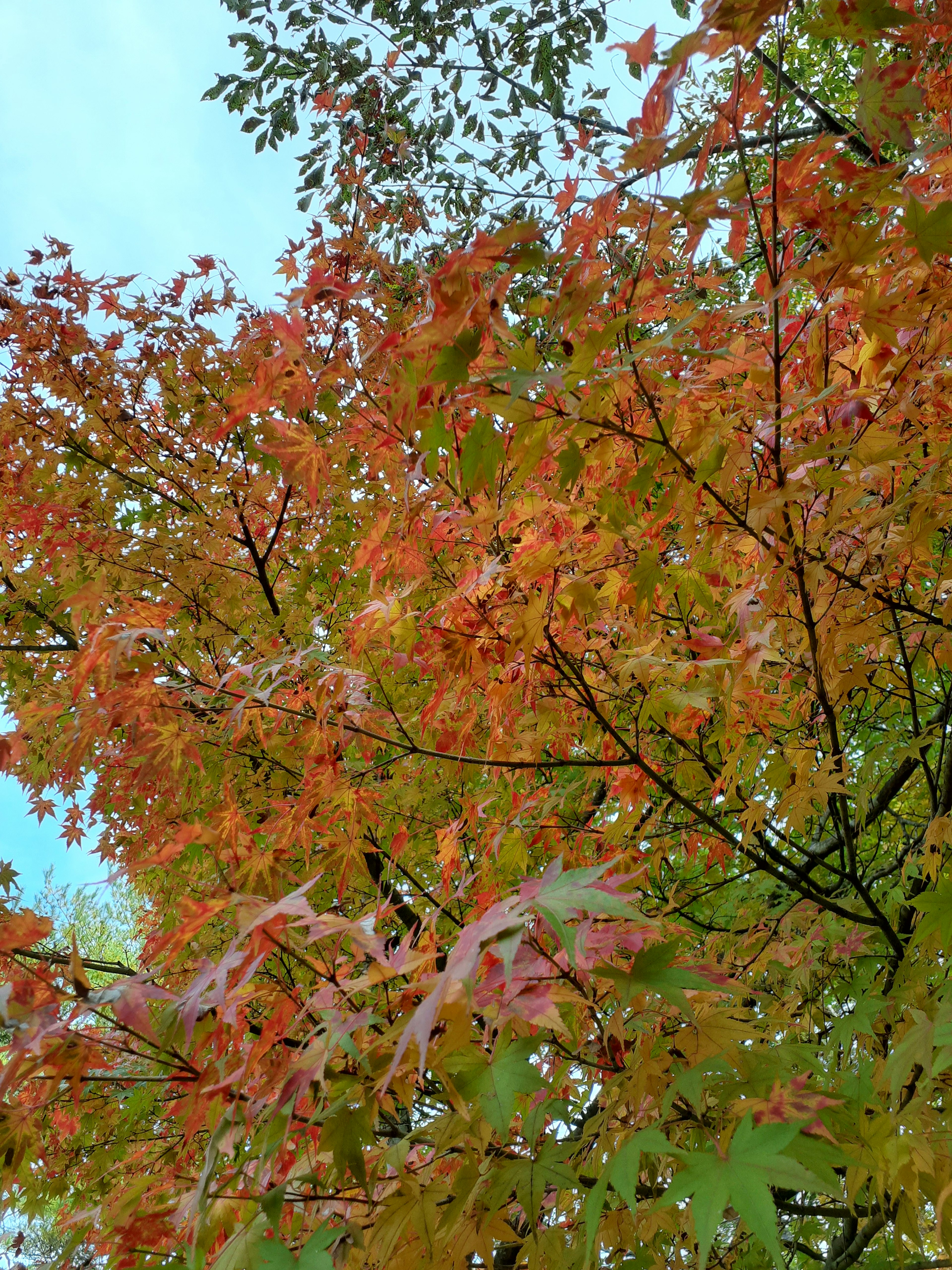 Acercamiento de ramas de árbol con hojas de otoño en tonos rojos y naranjas