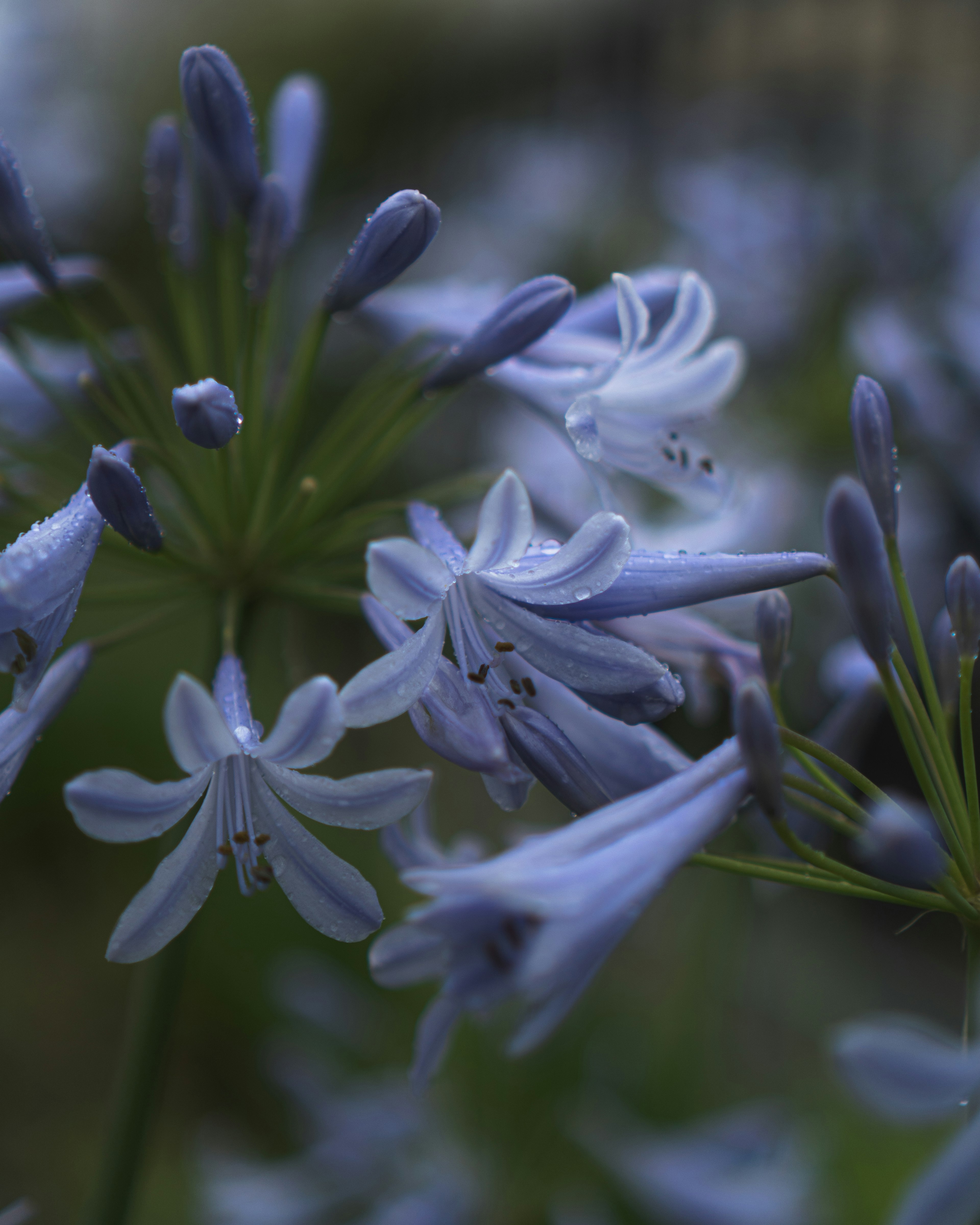 Flores de agapanthus con pétalos morados brillando con rocío