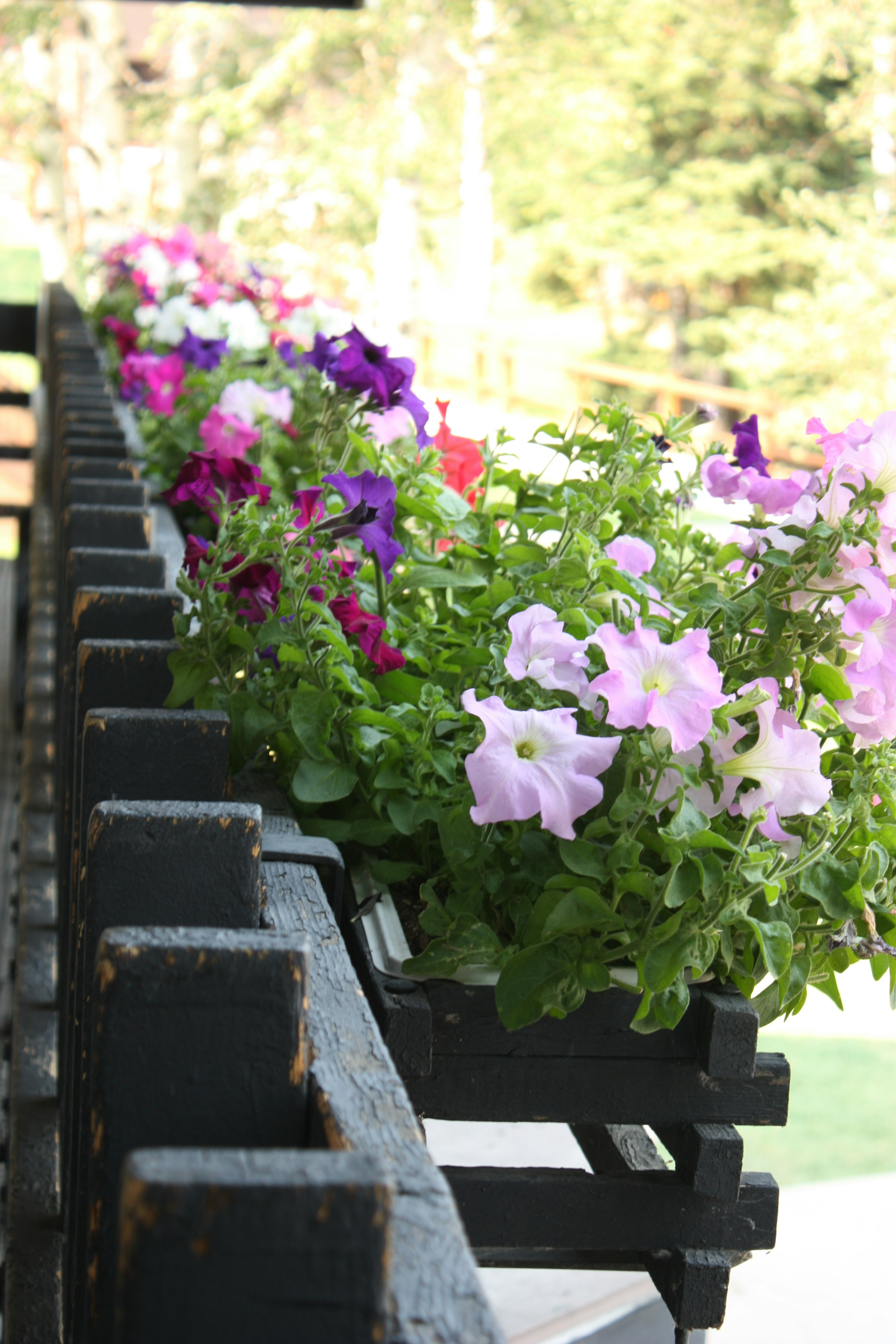 Petunias coloridas floreciendo en una cerca negra