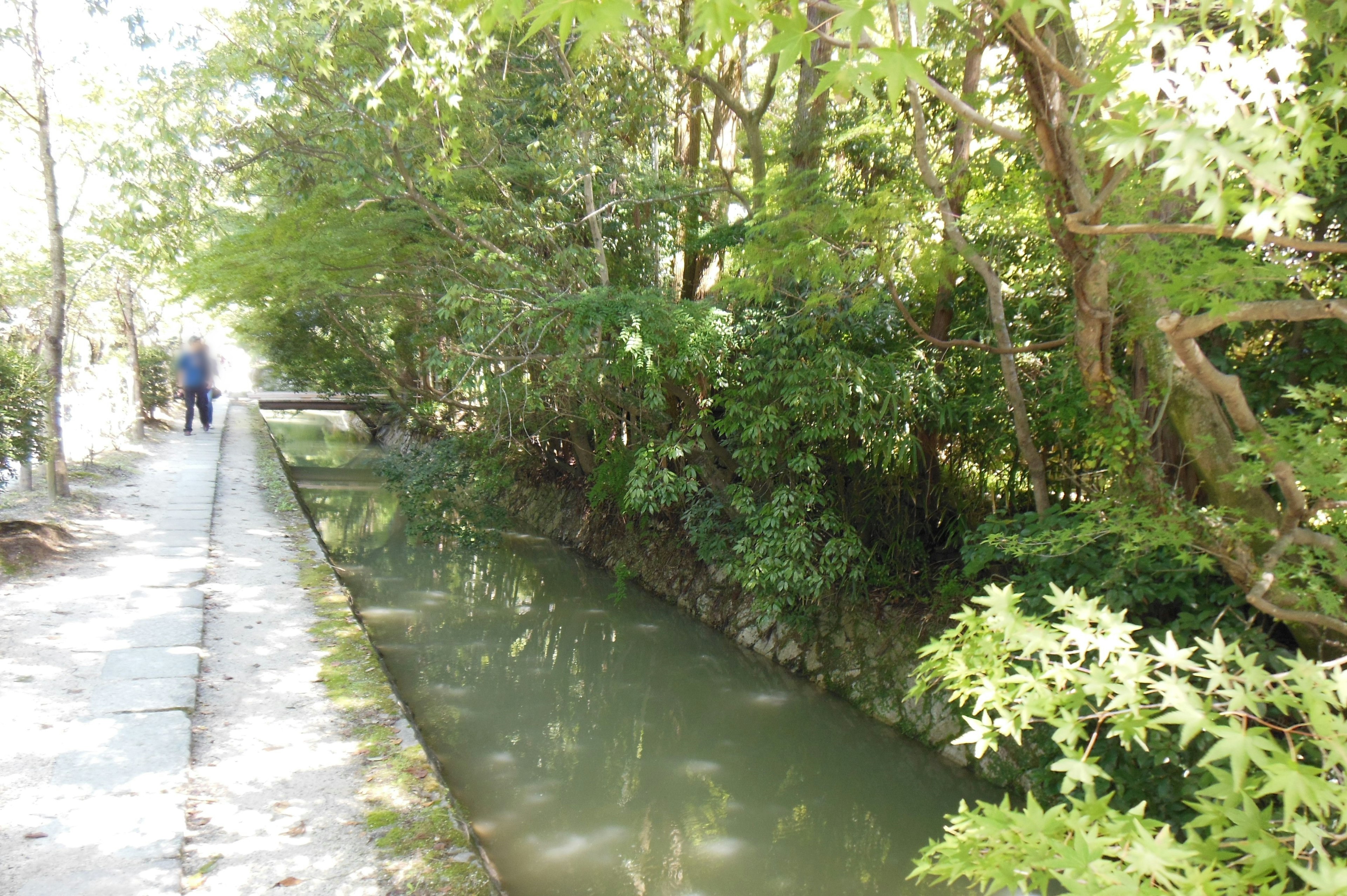 静かな小道の横に流れる緑豊かな小川と木々