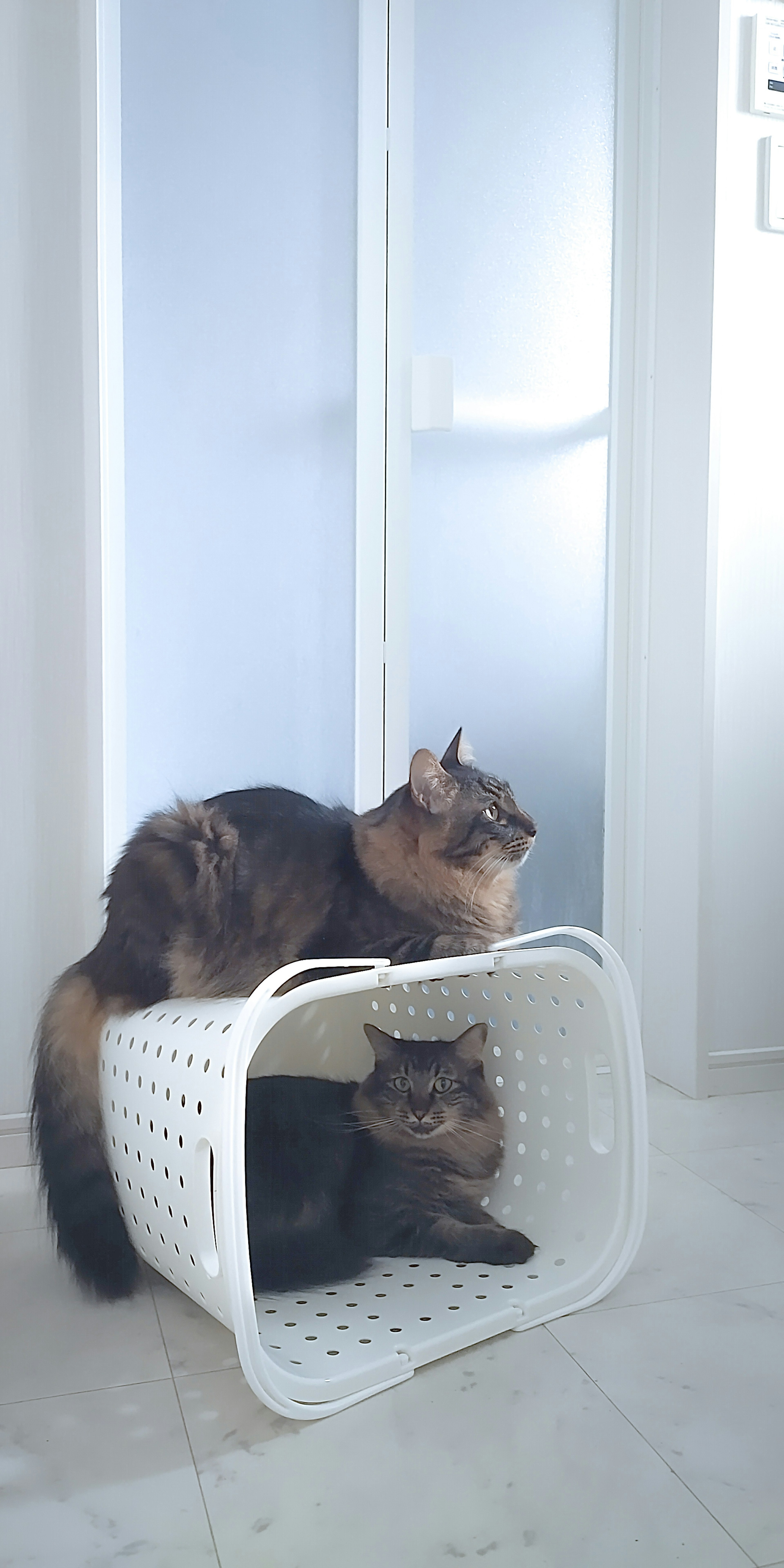 Dos gatos sentados en una cesta blanca un gato dentro de la cesta