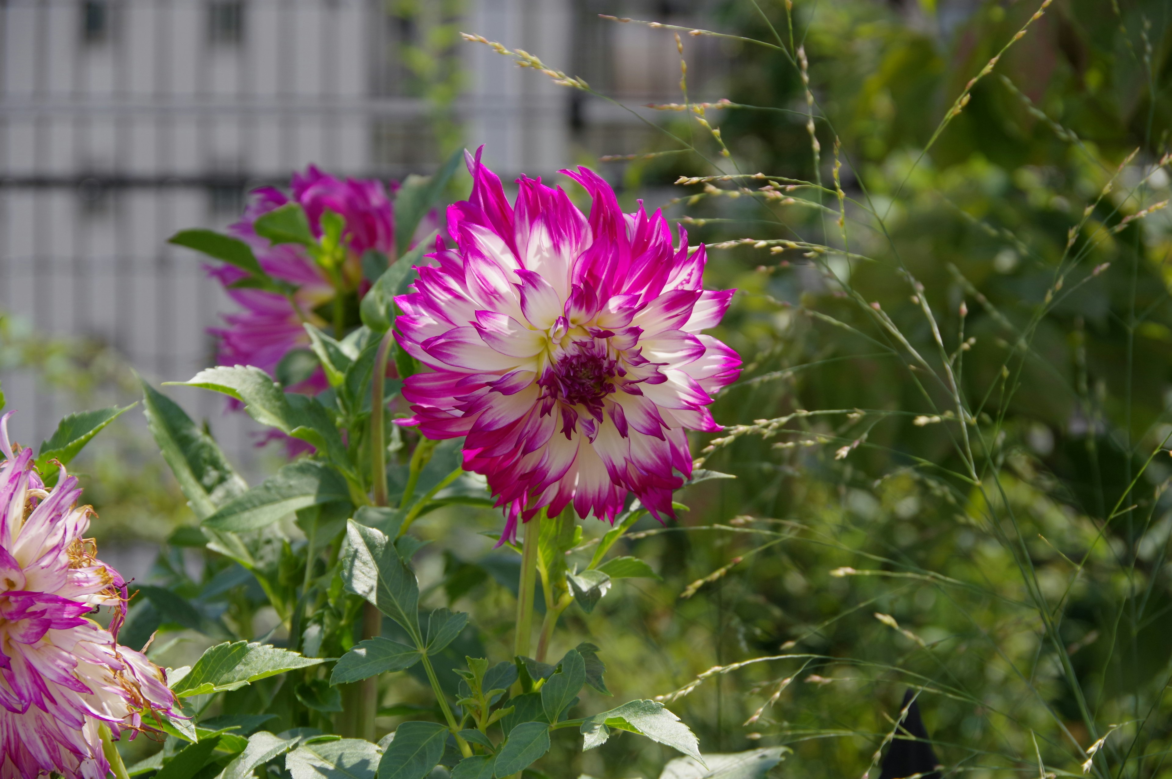 Fiore di dalia rosa e bianco vibrante circondato da foglie verdi