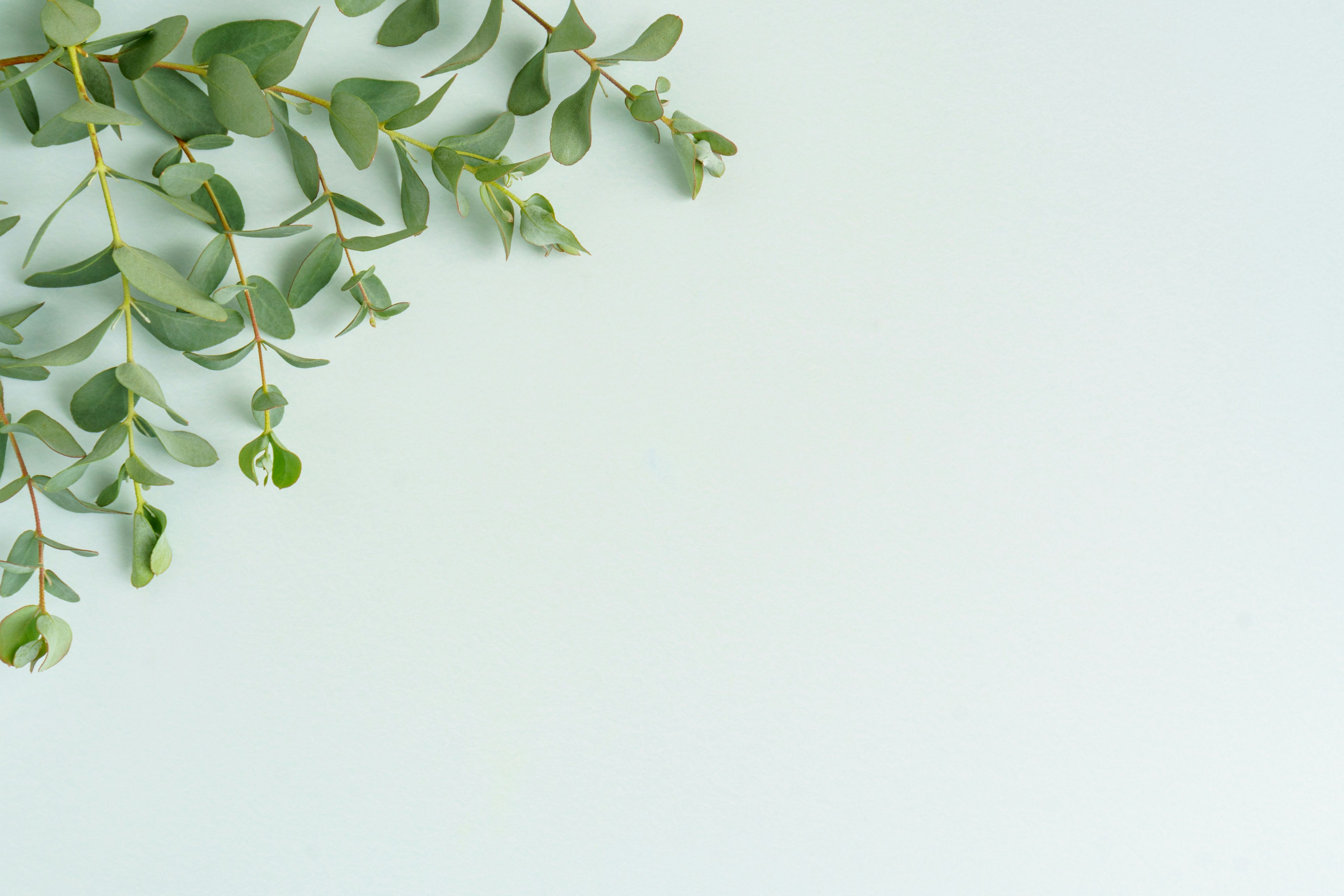 Arrangement de feuilles sur un fond vert doux