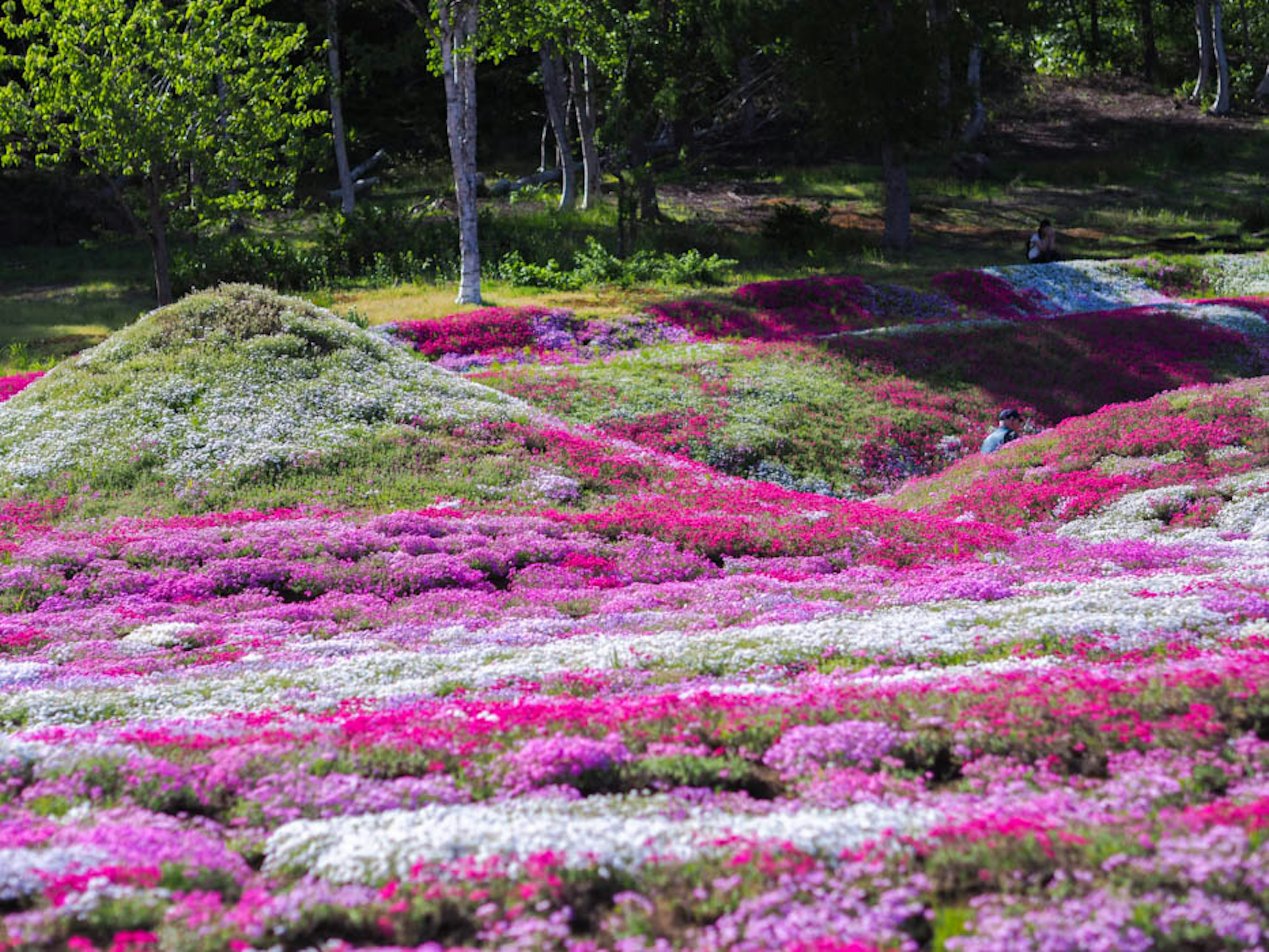 Paesaggio vibrante con fiori colorati fiori rosa e bianchi circondati da vegetazione