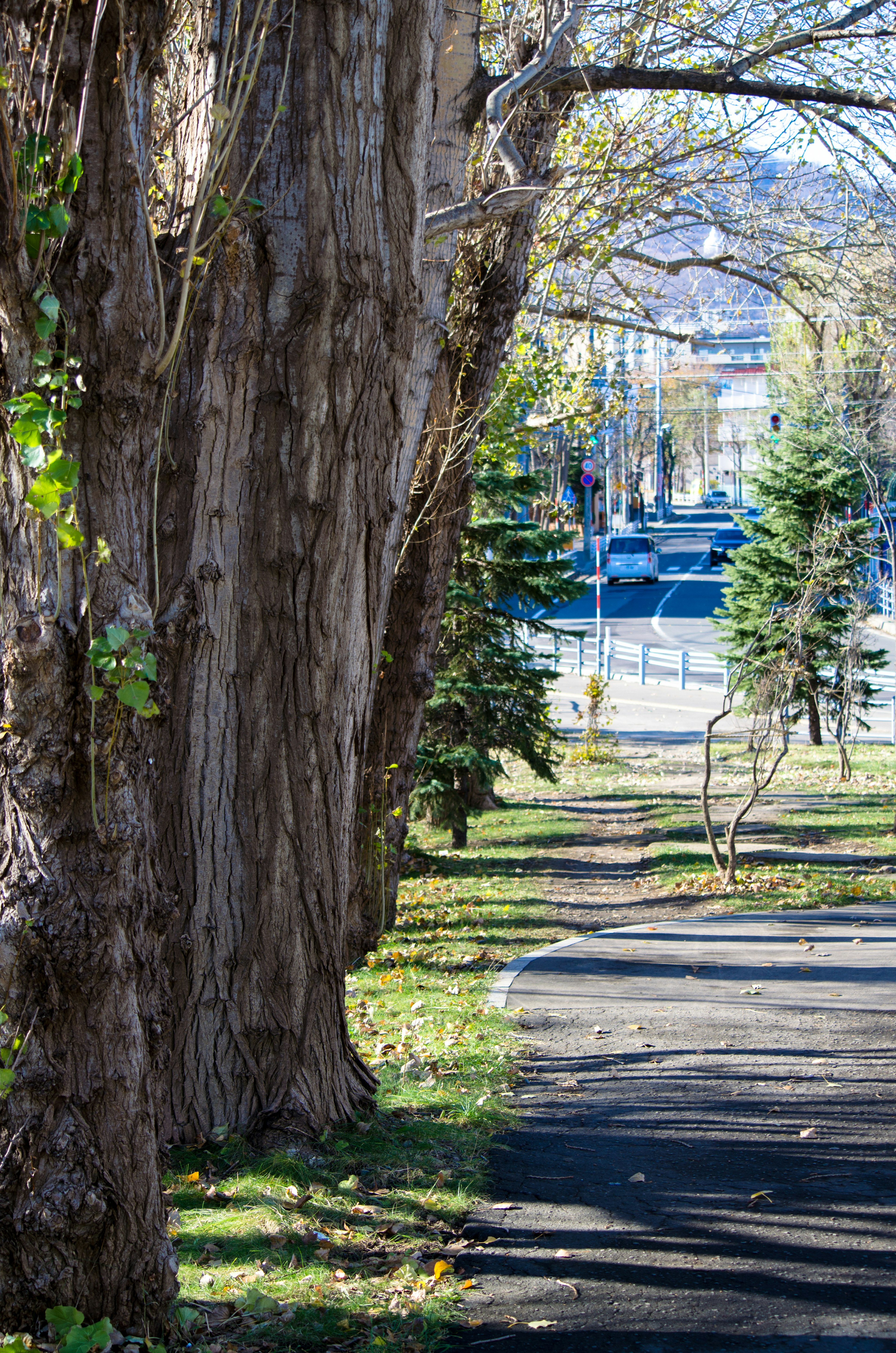 Sendero arbolado en un parque con un vehículo azul a lo lejos