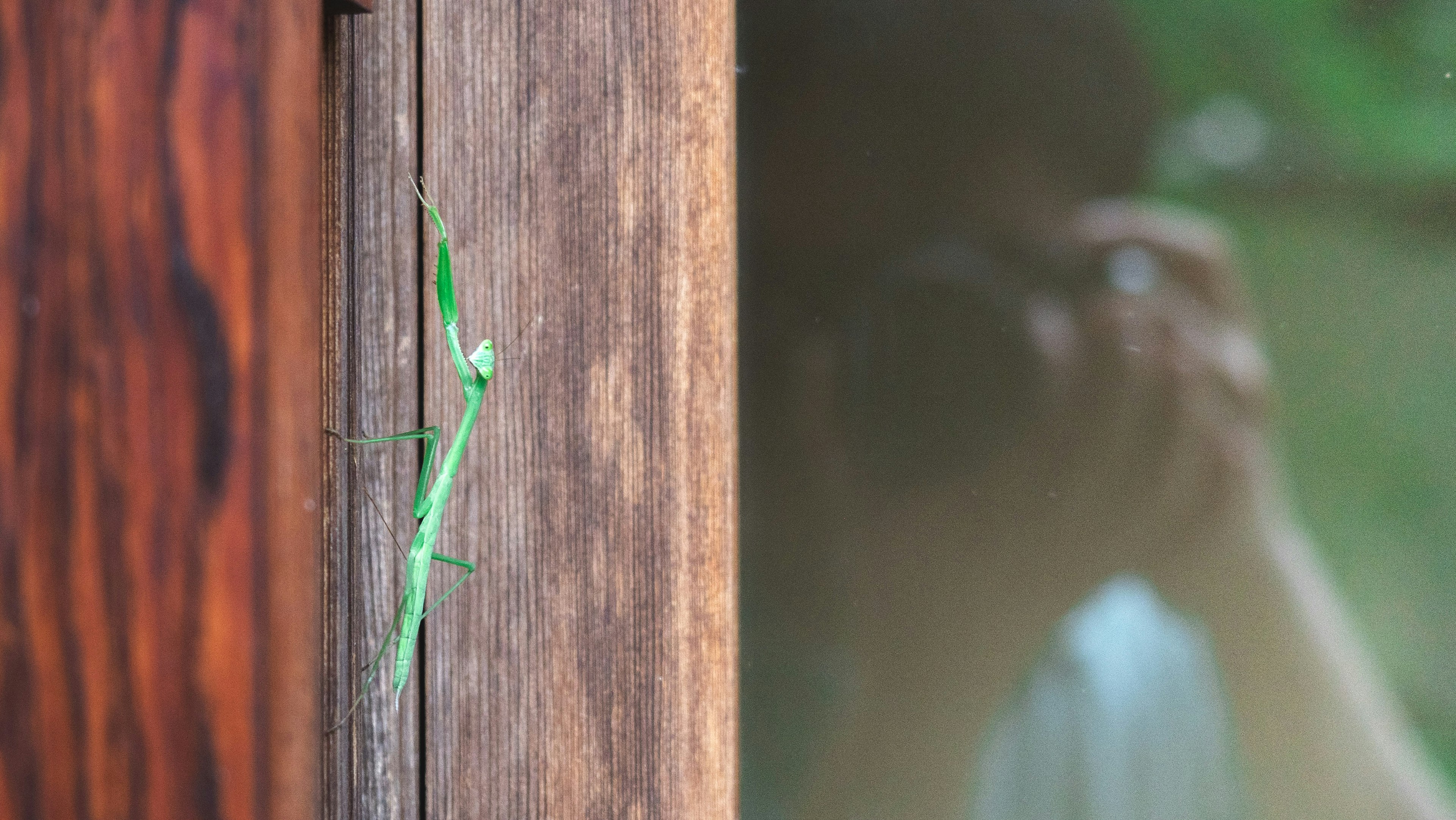 A green grasshopper on a wooden wall with a reflection of a person holding a camera in the background