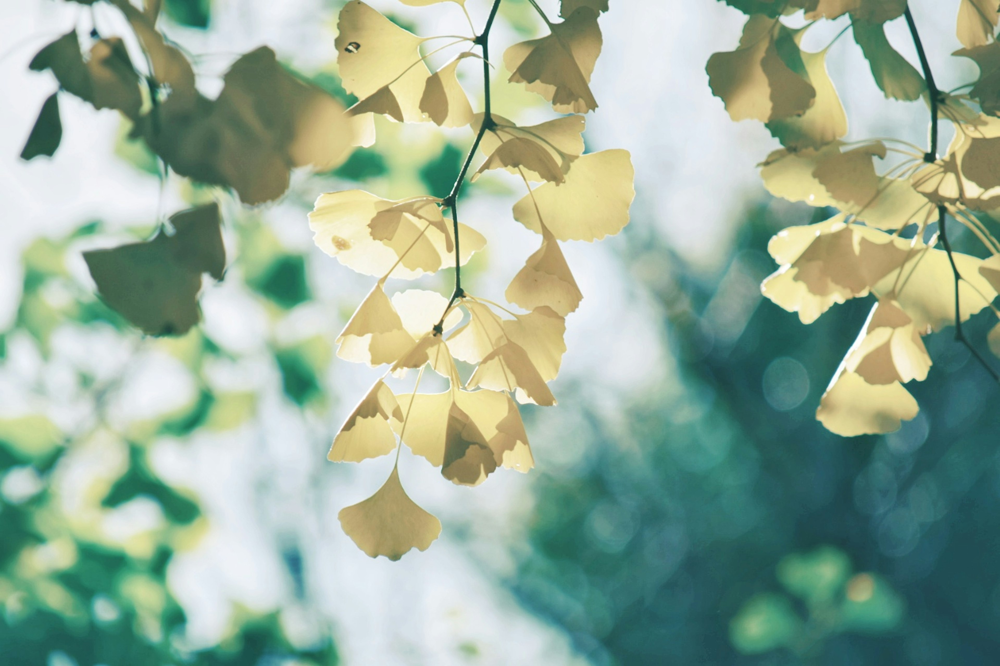 Primer plano de hojas de ginkgo contra un fondo suave