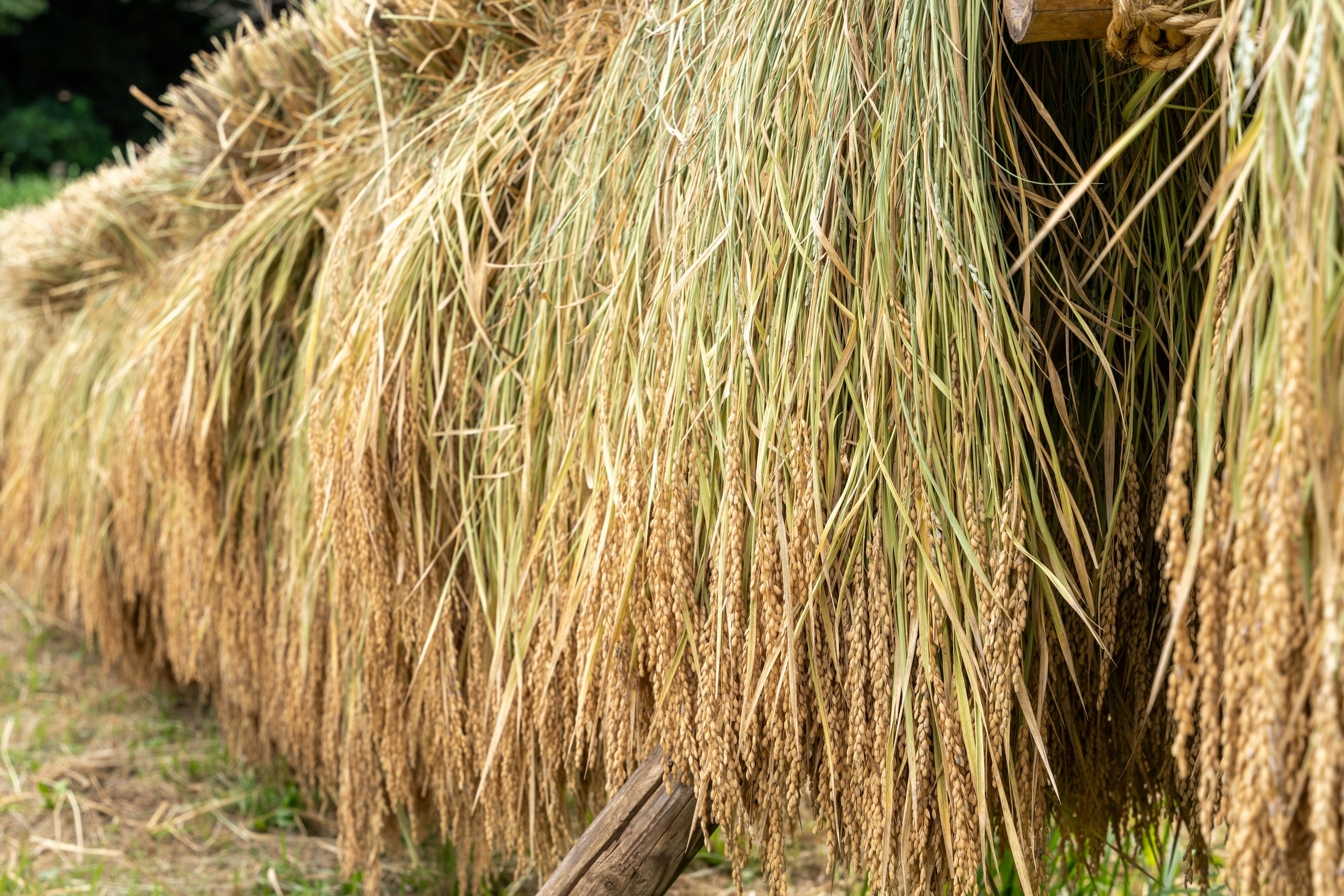 Épis de riz séchés disposés en bottes