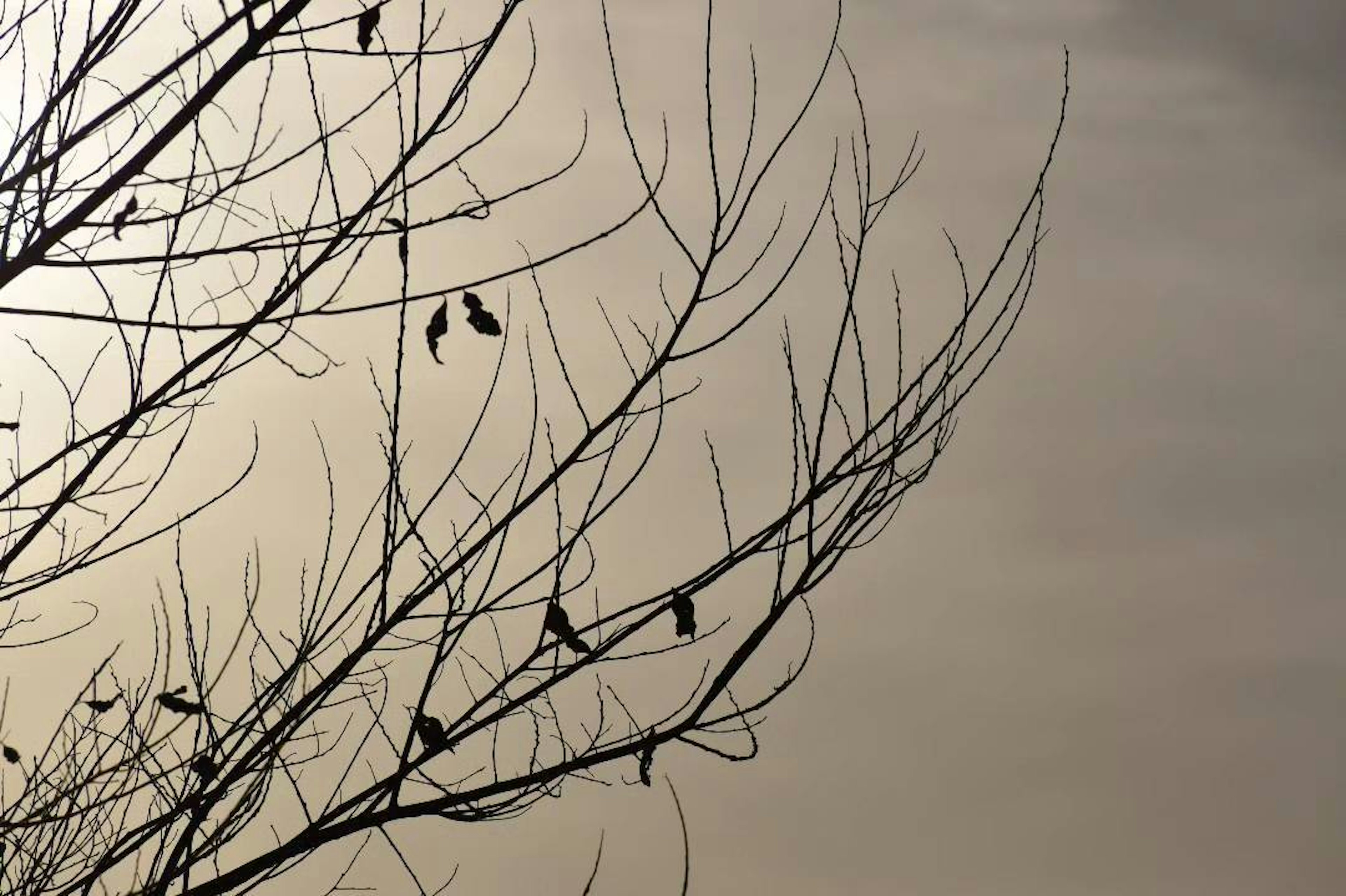 Silhouettes of birds perched on bare tree branches in winter