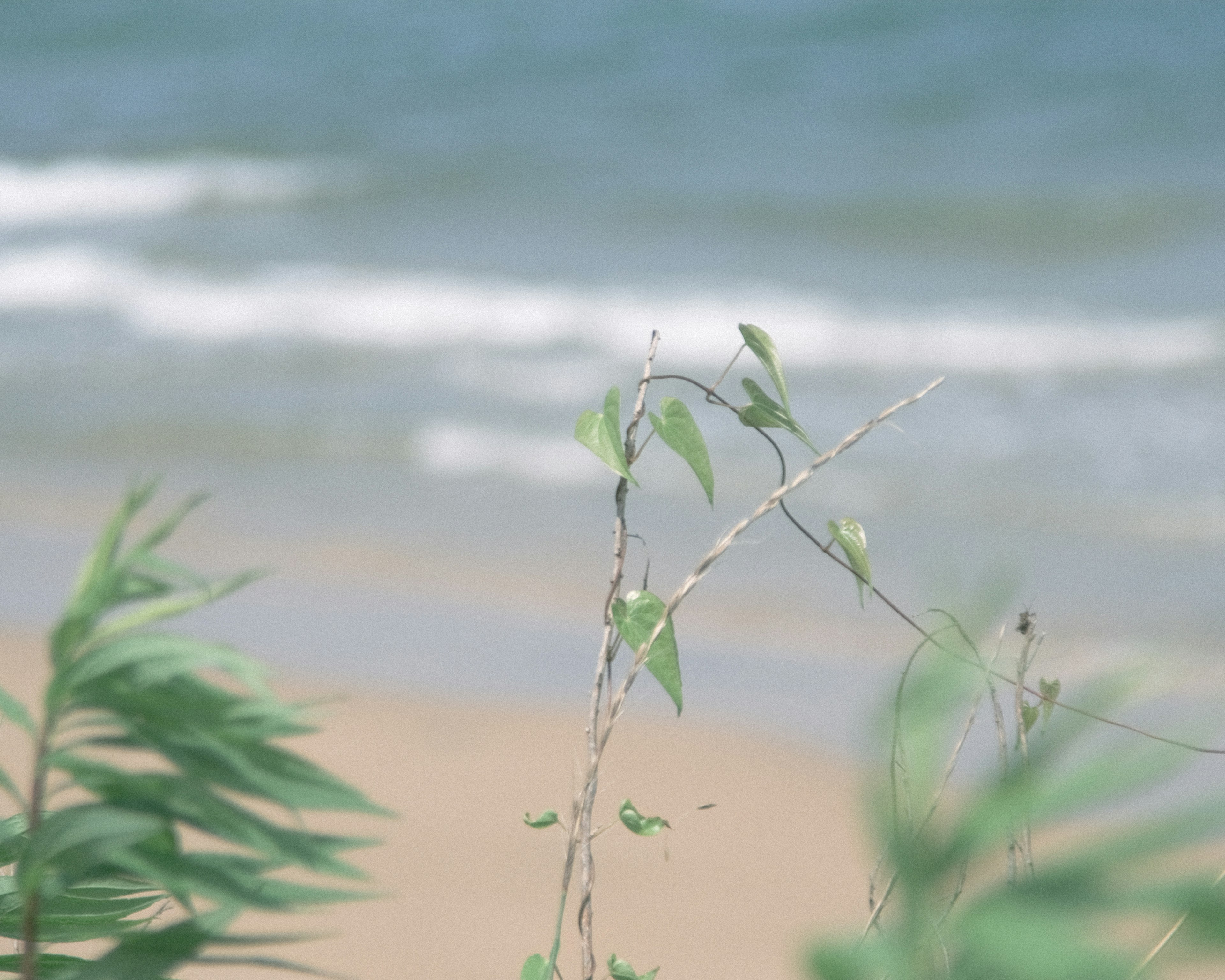 Plantes vertes poussant près d'une plage de sable avec des vagues visibles