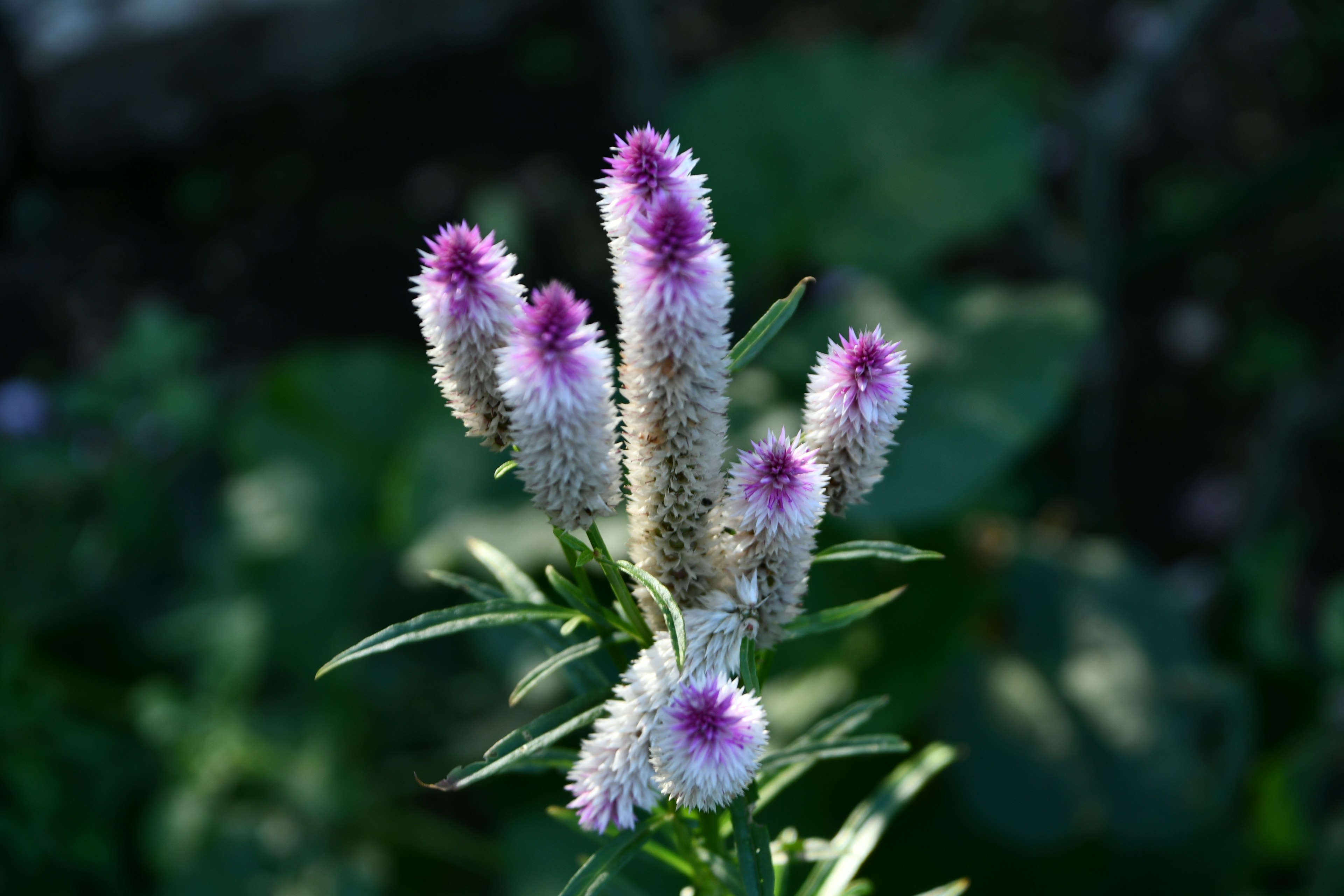 Une plante avec des épines de fleurs violettes se tenant droite