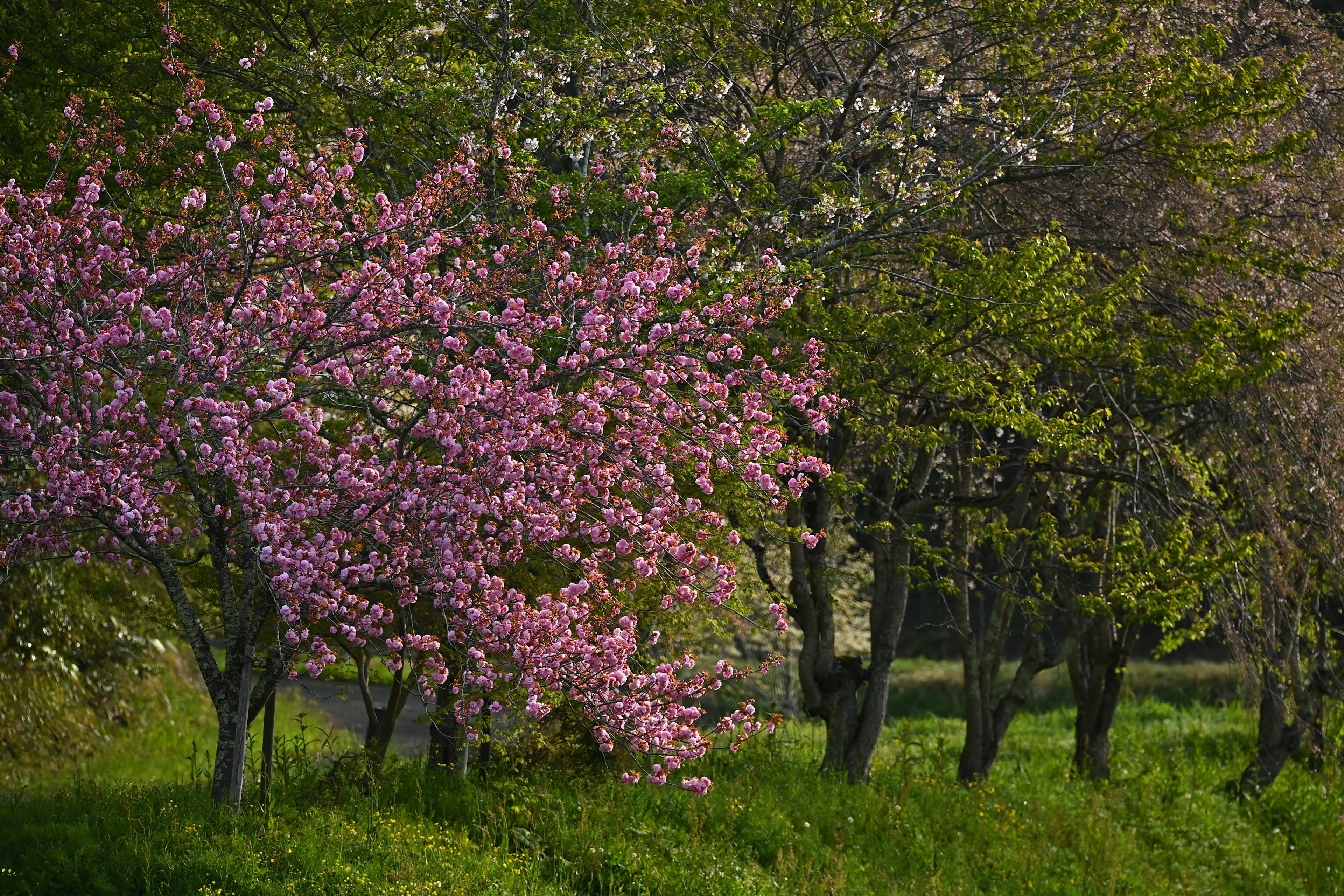 春の桜と緑の木々の景色