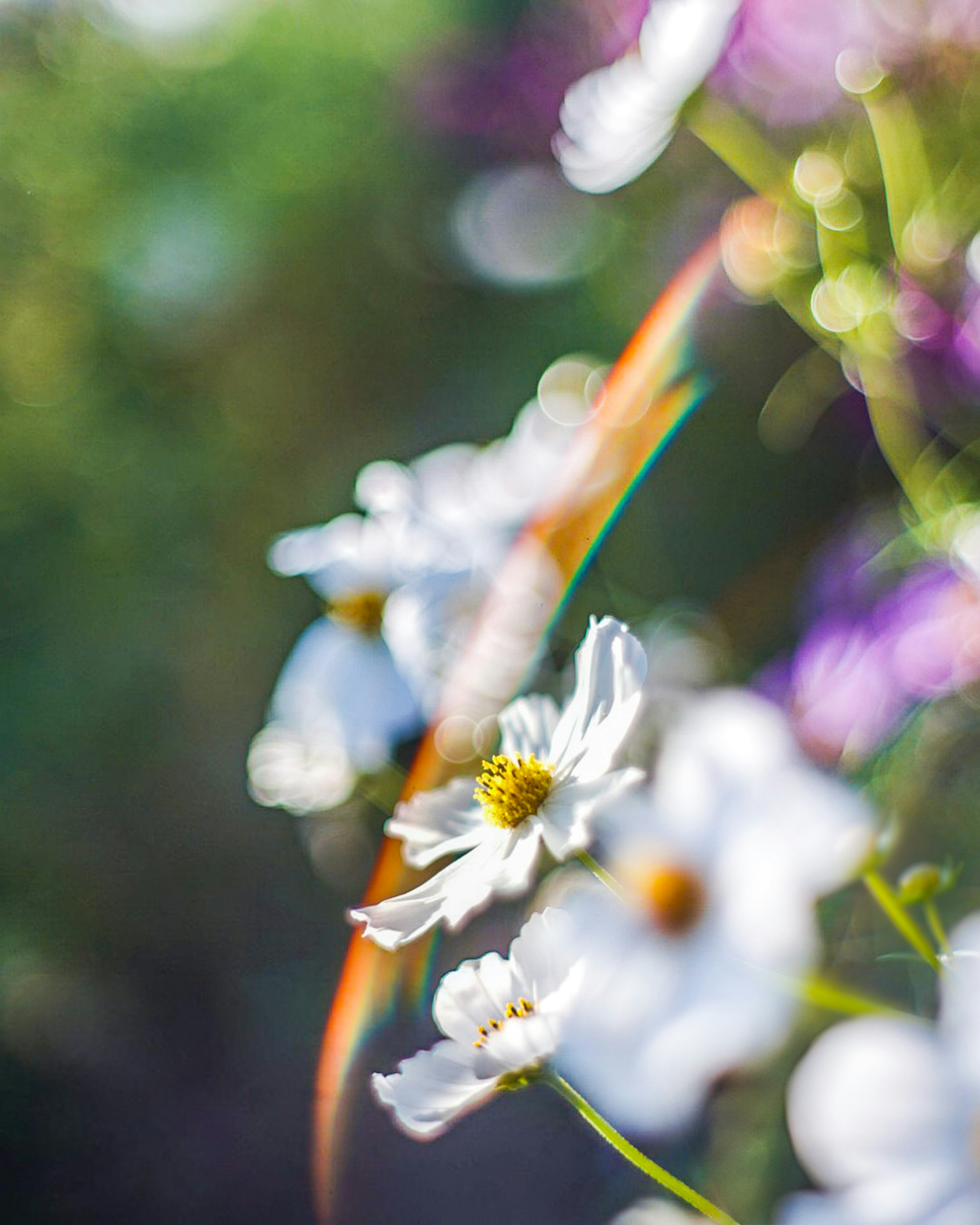 白い花が背景のぼやけた色合いの中で咲いている