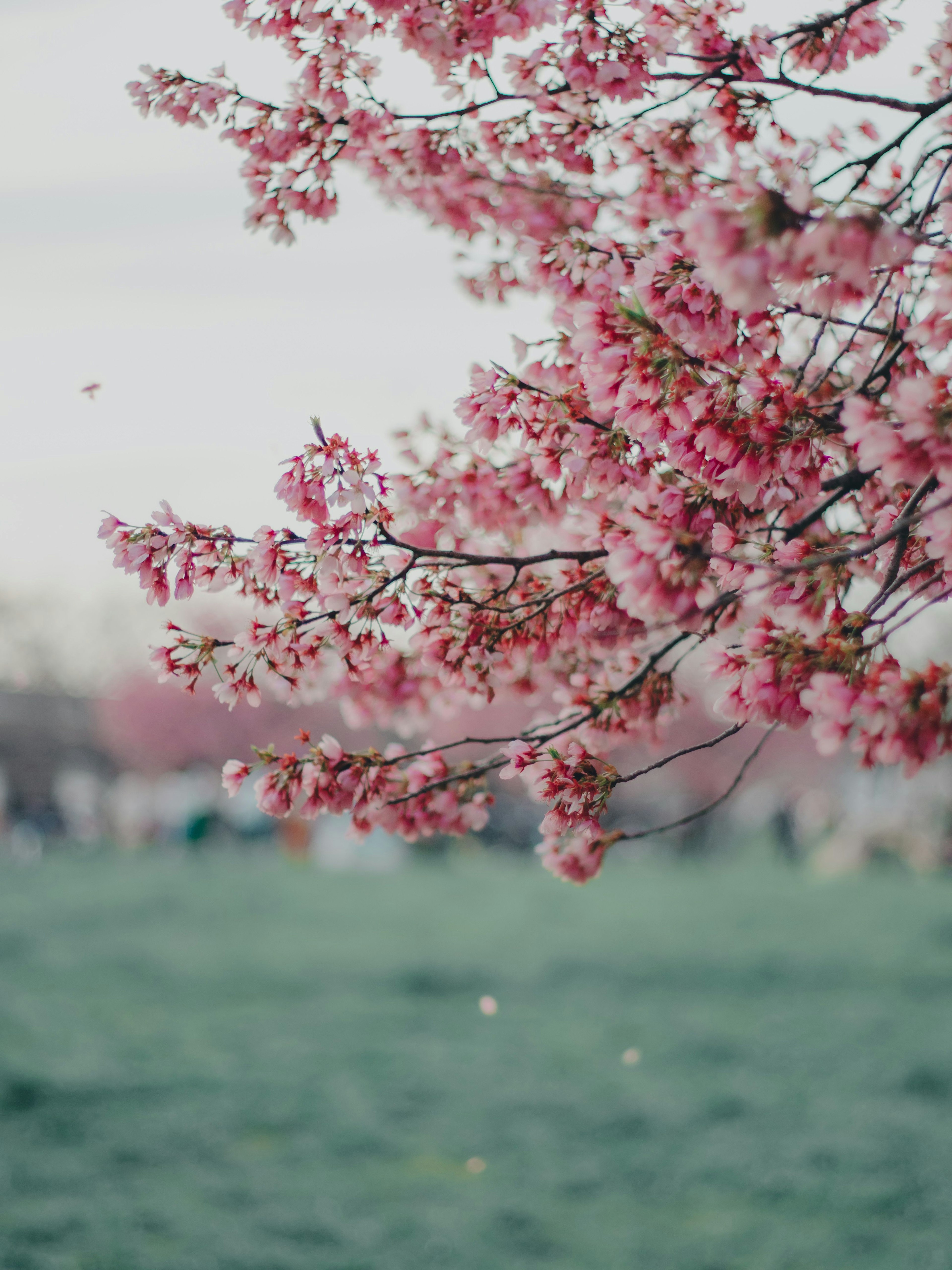 桜の花が咲いている枝のクローズアップ 背景には緑の草地とぼんやりとした人々が見える