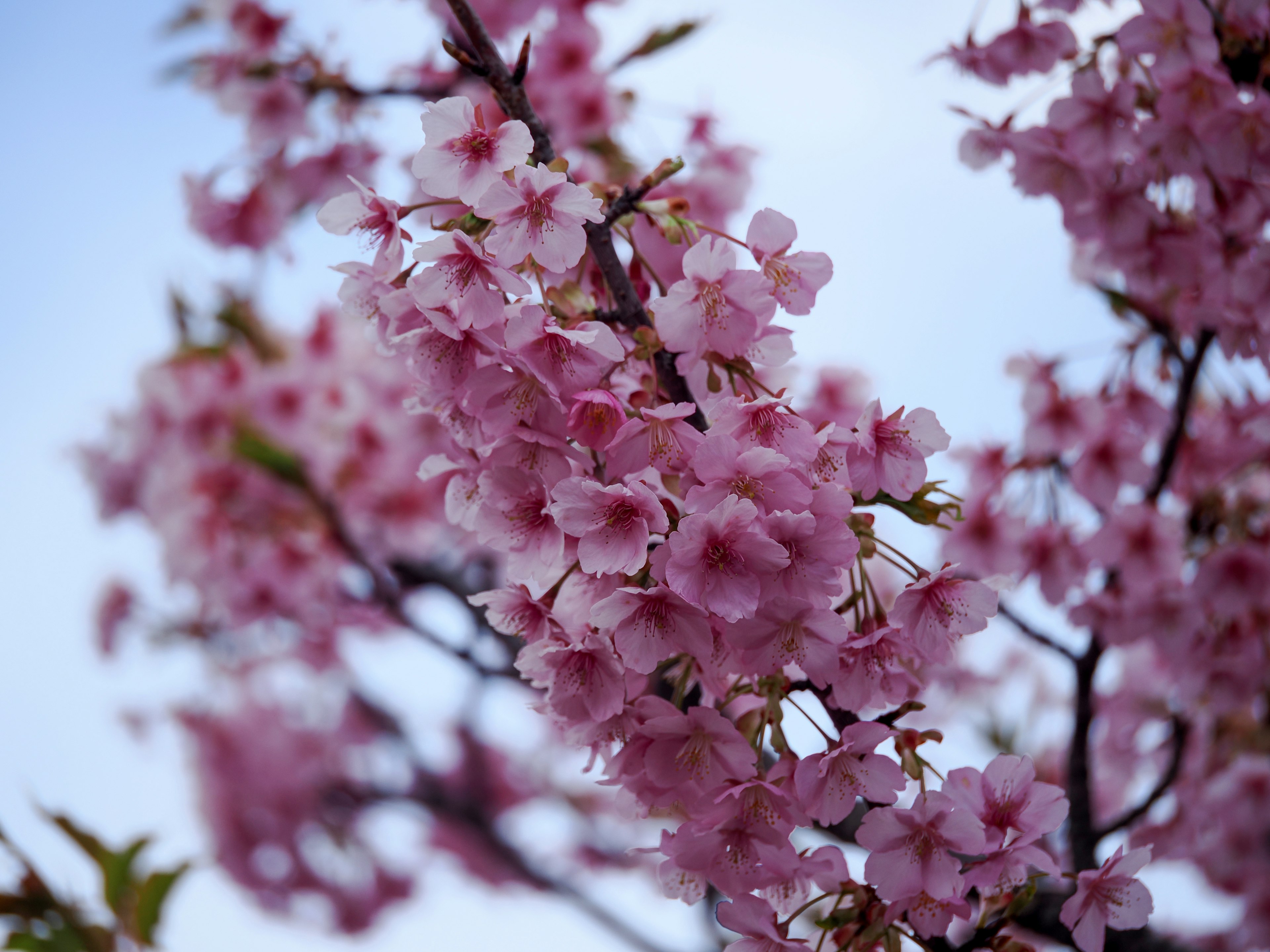 Kedekatan bunga sakura yang sedang mekar