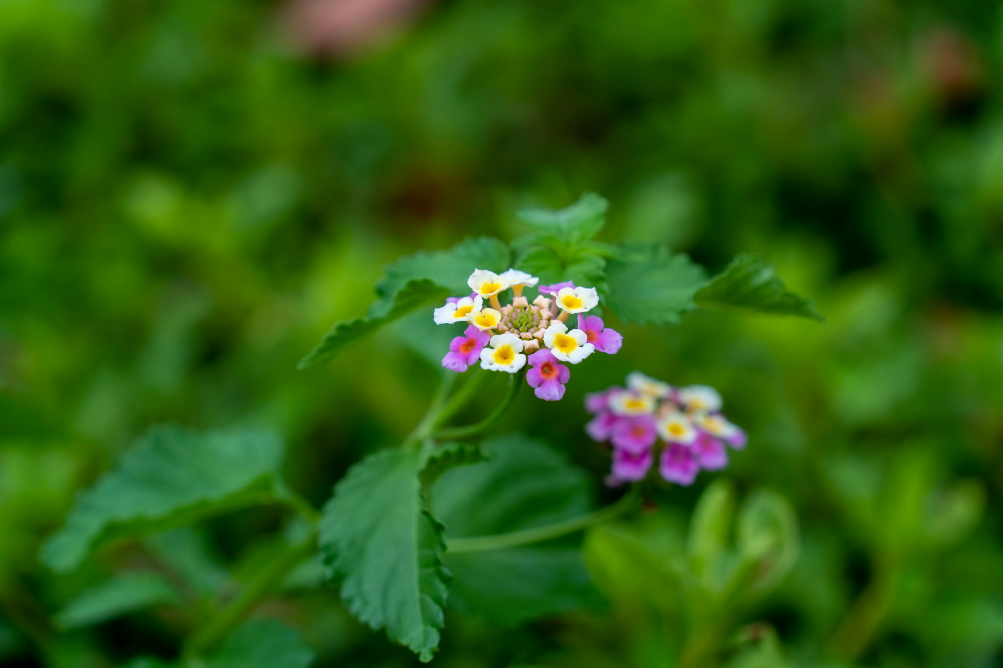 Fiori di lantana colorati che sbocciano su uno sfondo verde