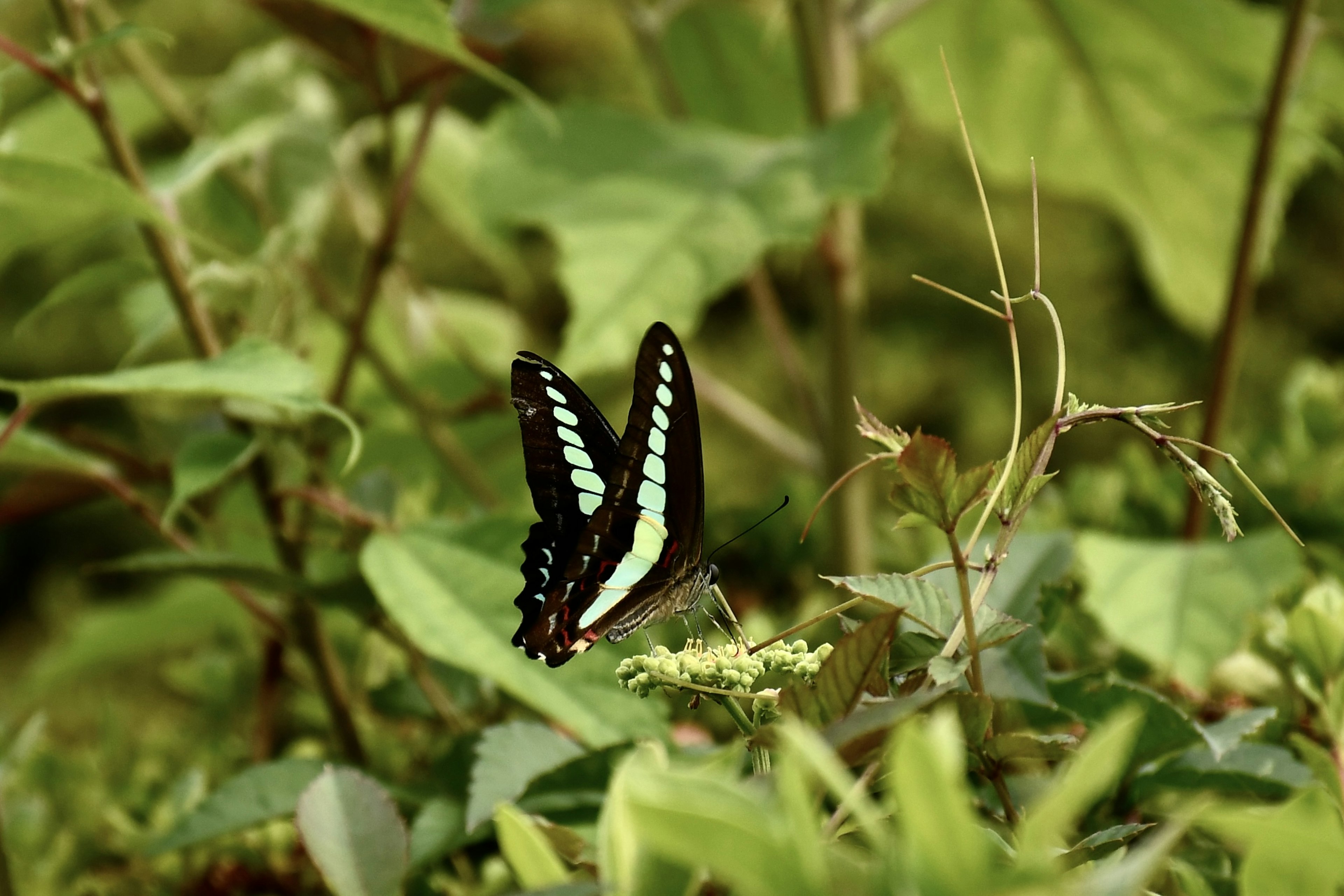 Una mariposa con alas verdes descansando entre el follaje