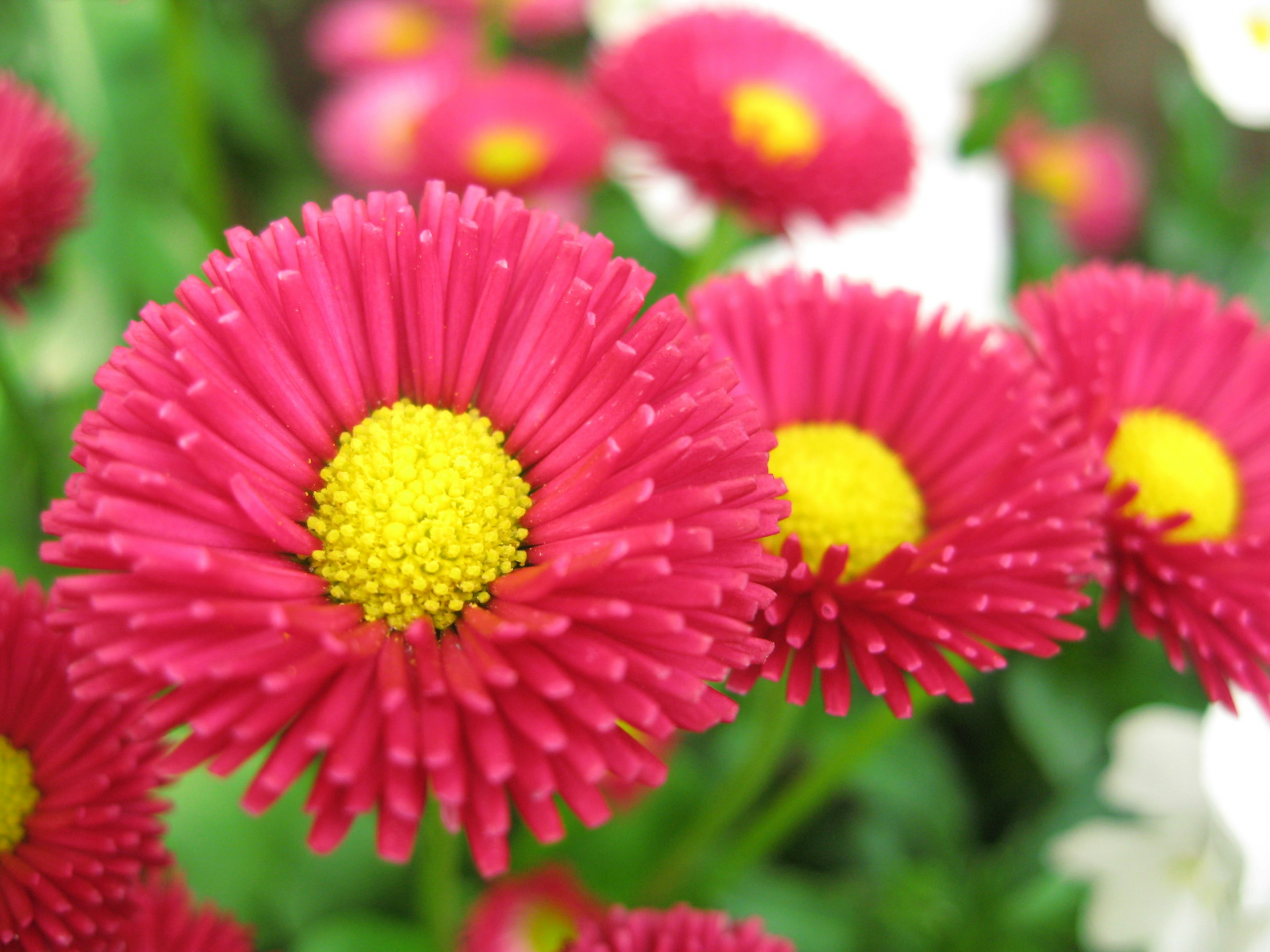 Close-up of vibrant pink flowers with yellow centers