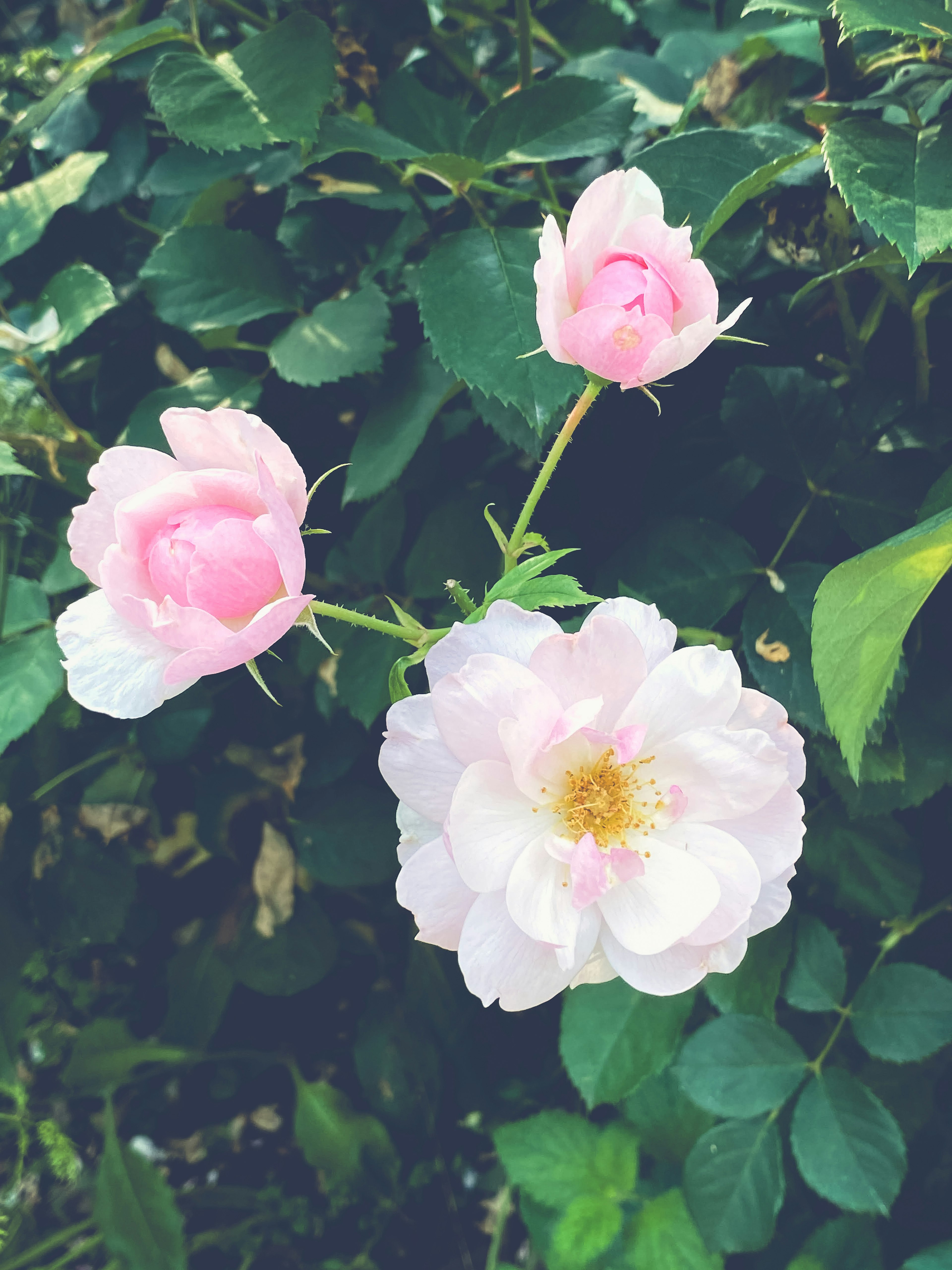 緑の葉の中に咲く薄いピンクのバラの花