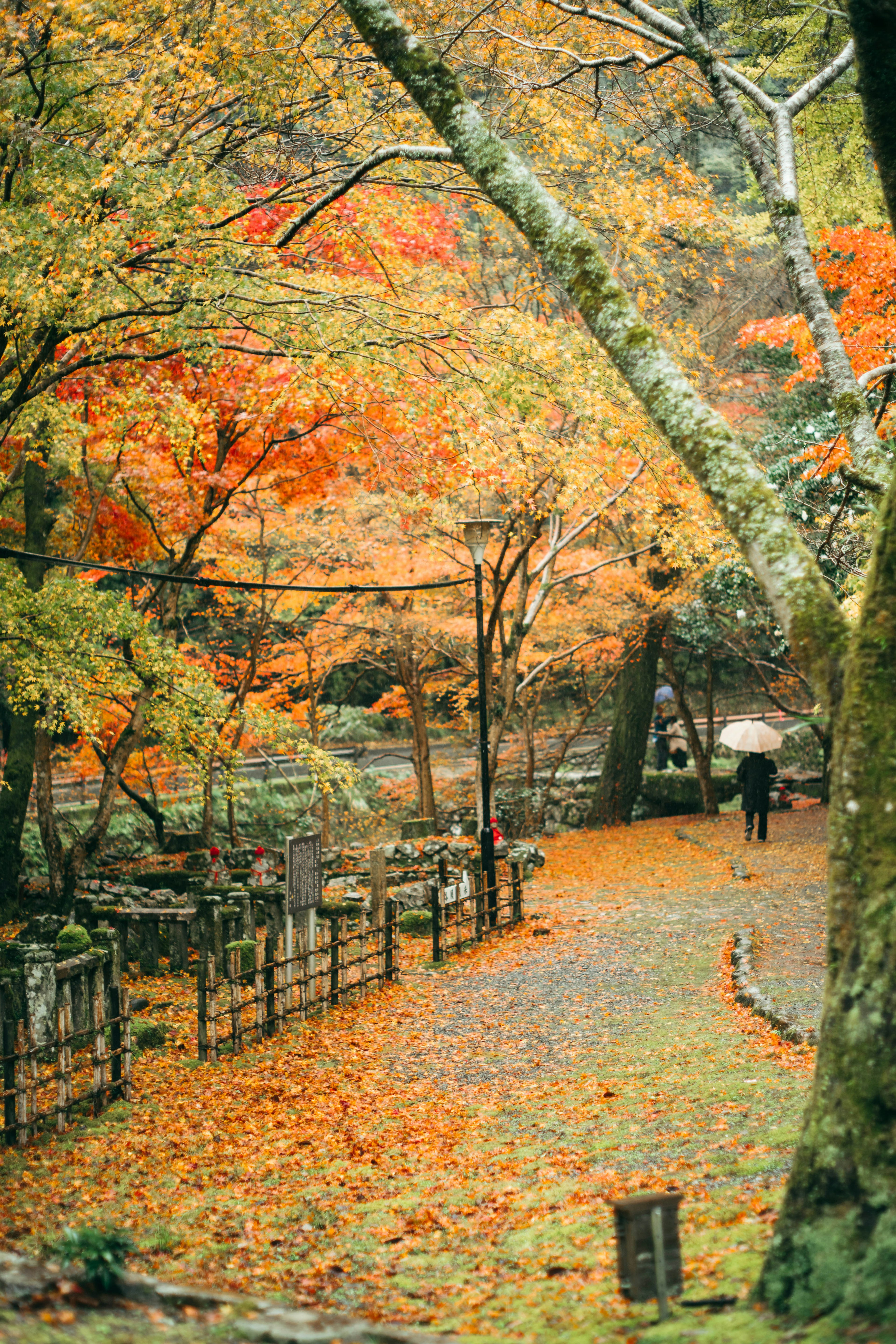 秋の紅葉が美しい公園の小道を歩く人