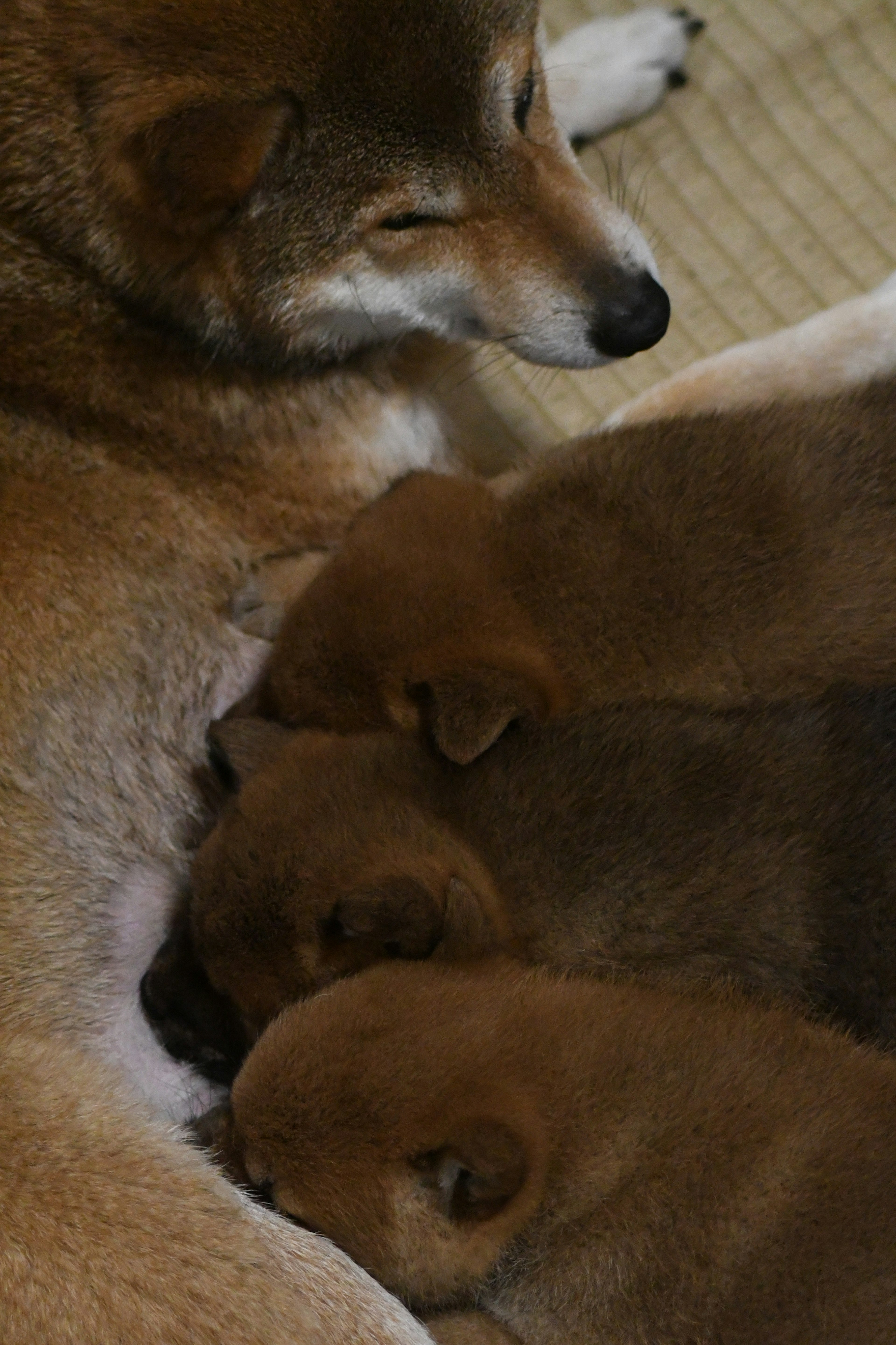 Eine Mutterhund mit drei Welpen, die in einer gemütlichen Umgebung säugen