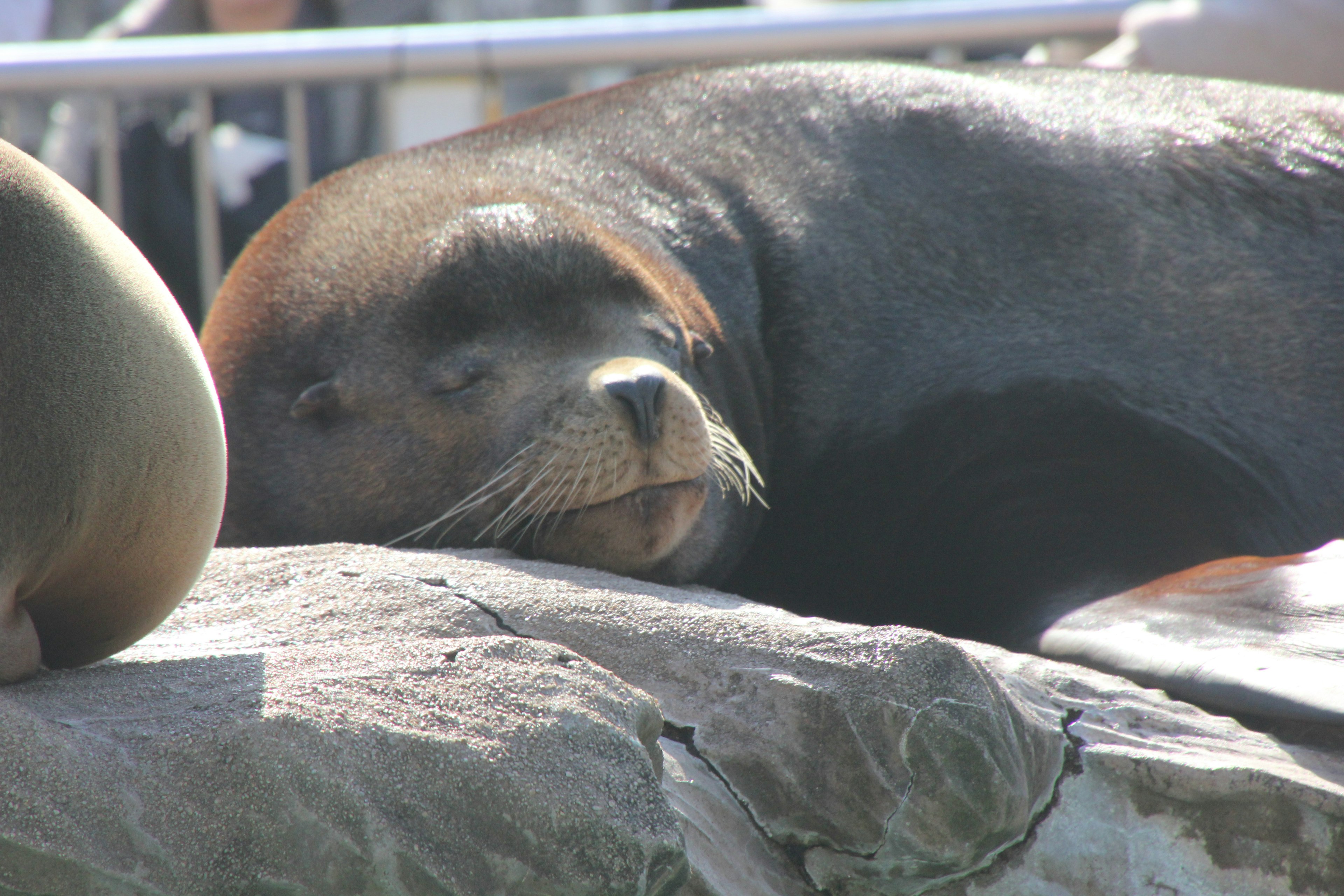 Sea lion resting on a rock with a serene expression