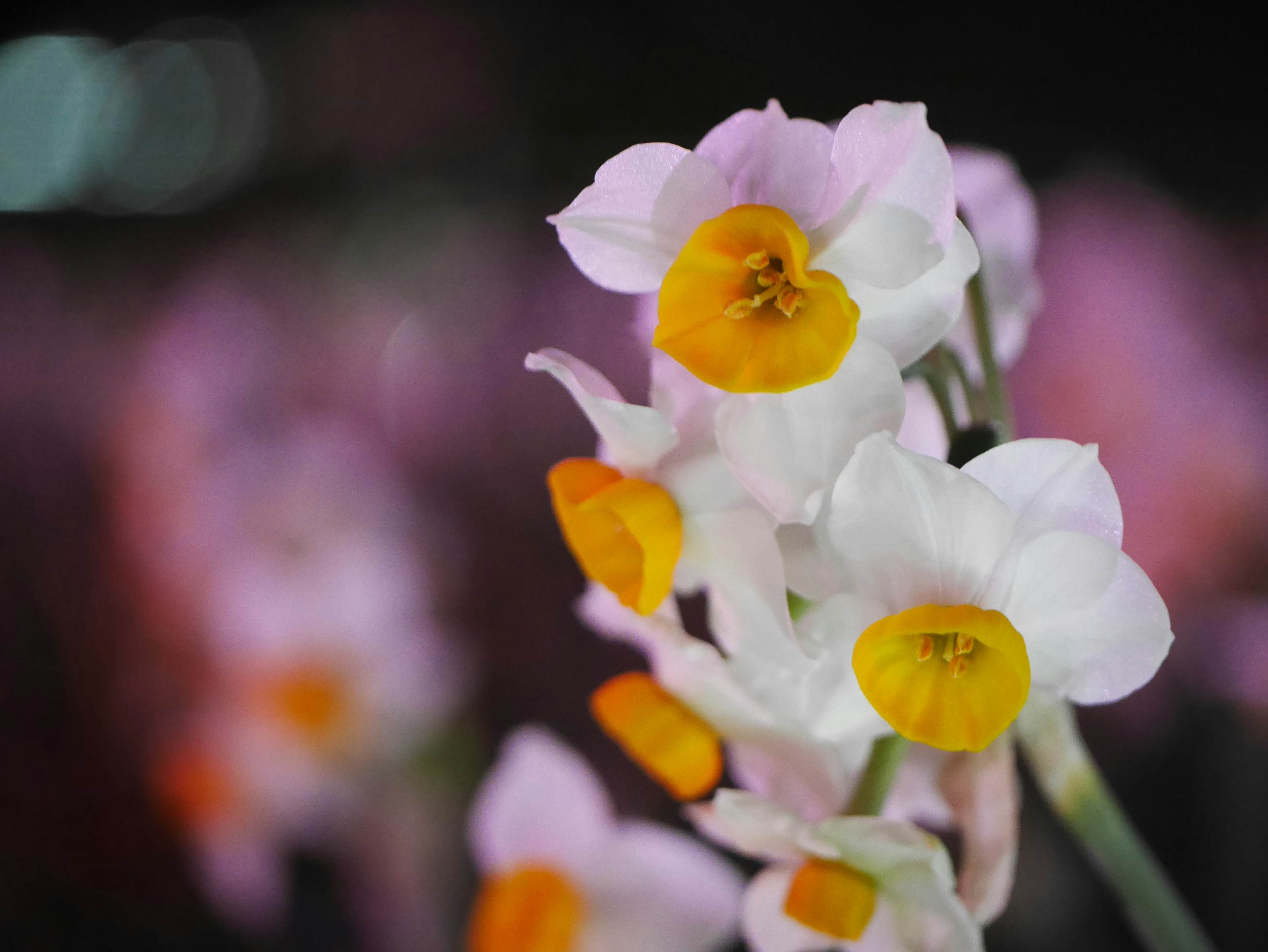 Nahaufnahme von schönen Orchideen mit lila Blütenblättern und gelben Zentren