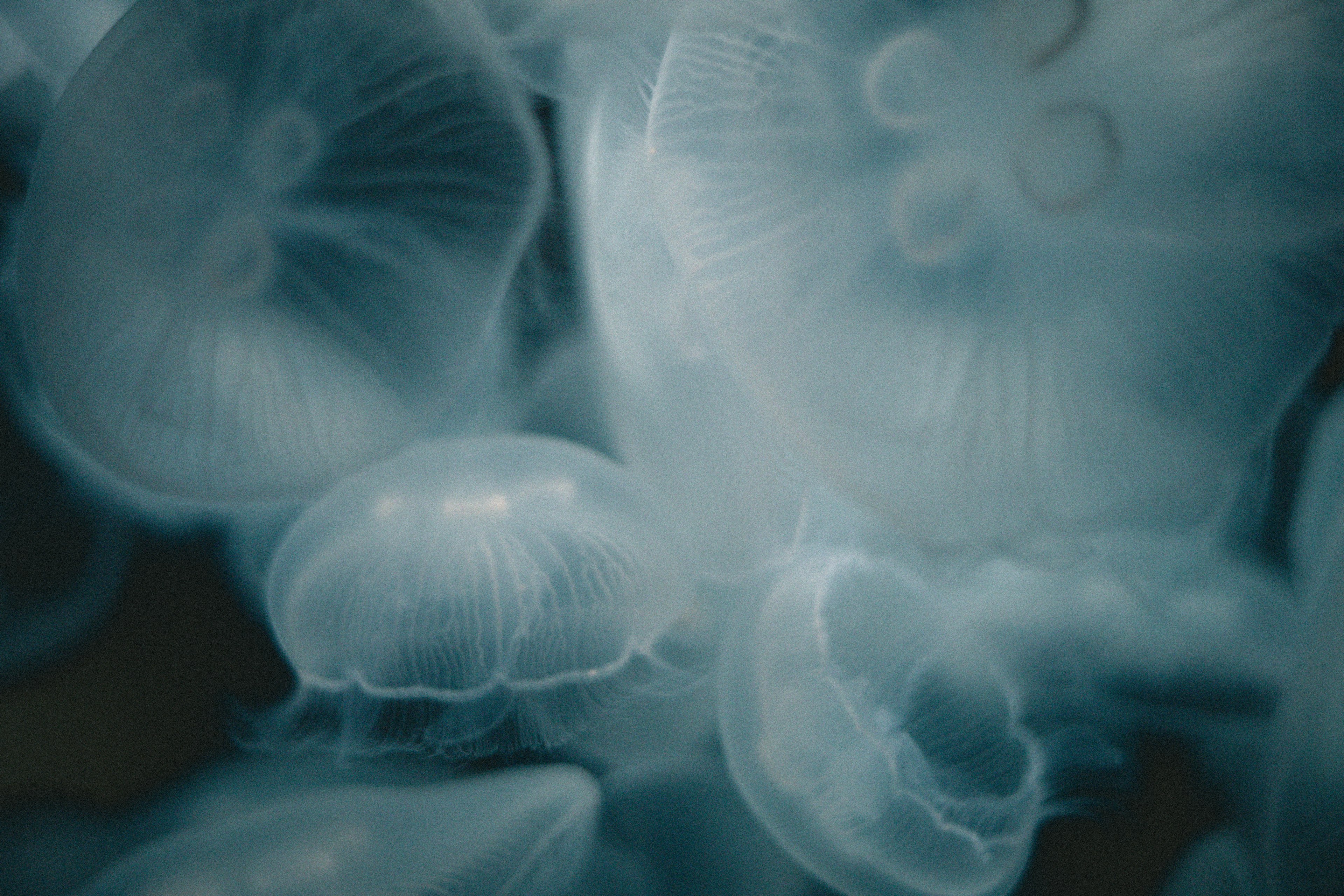 Un grupo de medusas translúcidas flotando en el agua